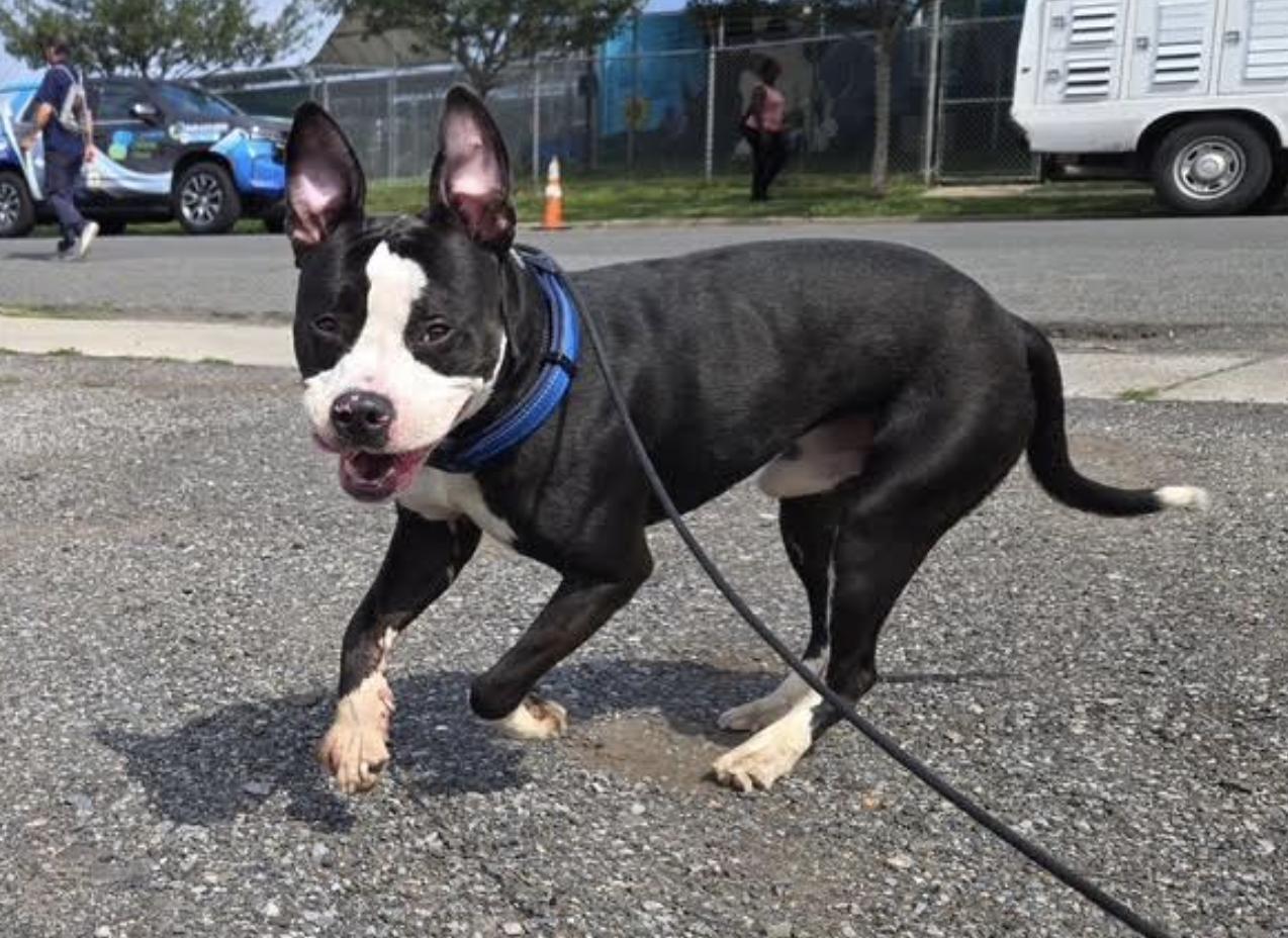 Wemby, a Adoptable Pit Bull Terrier in Tinton Falls, NJ image 5/5