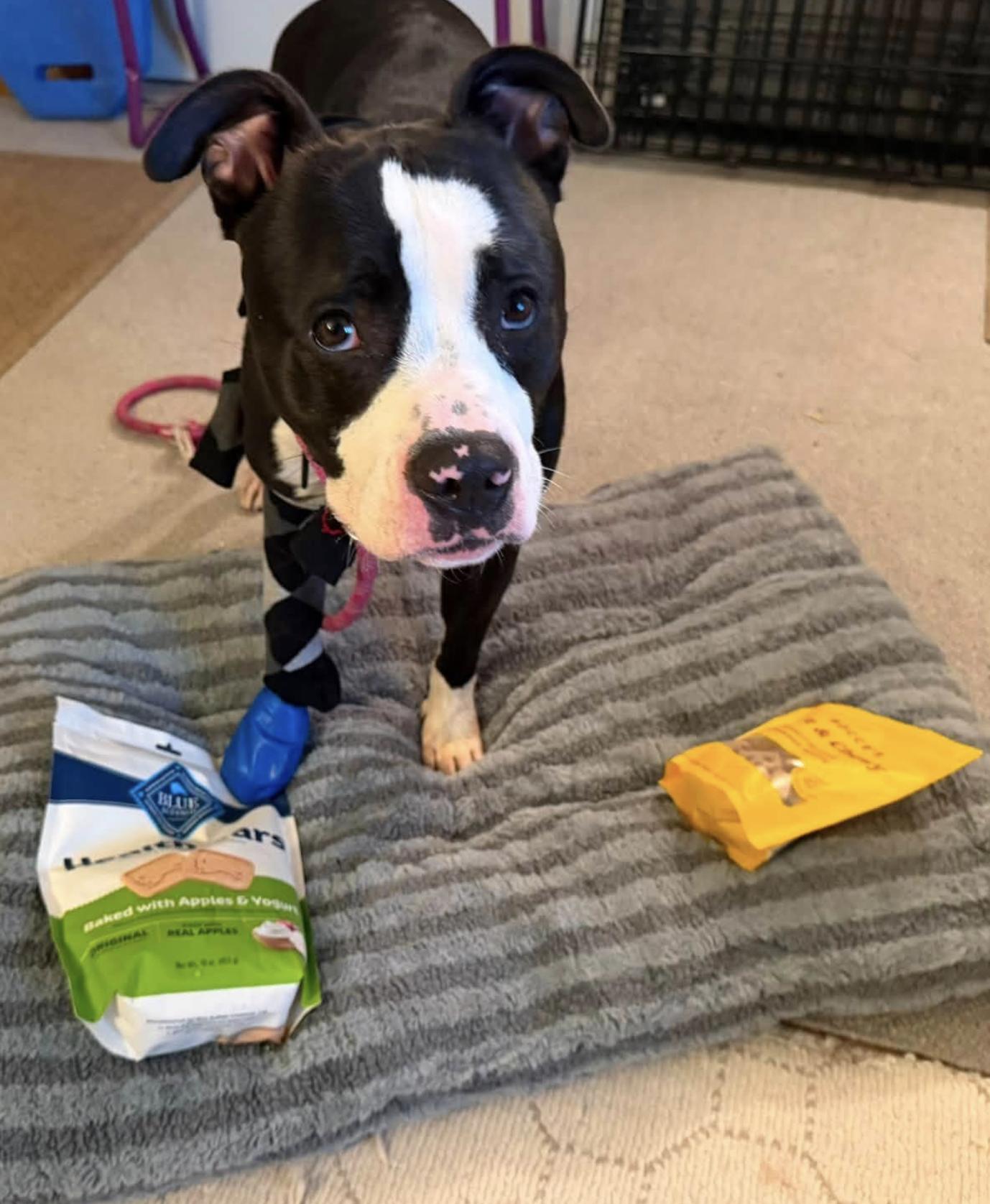 Wemby, a Adoptable Pit Bull Terrier in Tinton Falls, NJ image 3/5