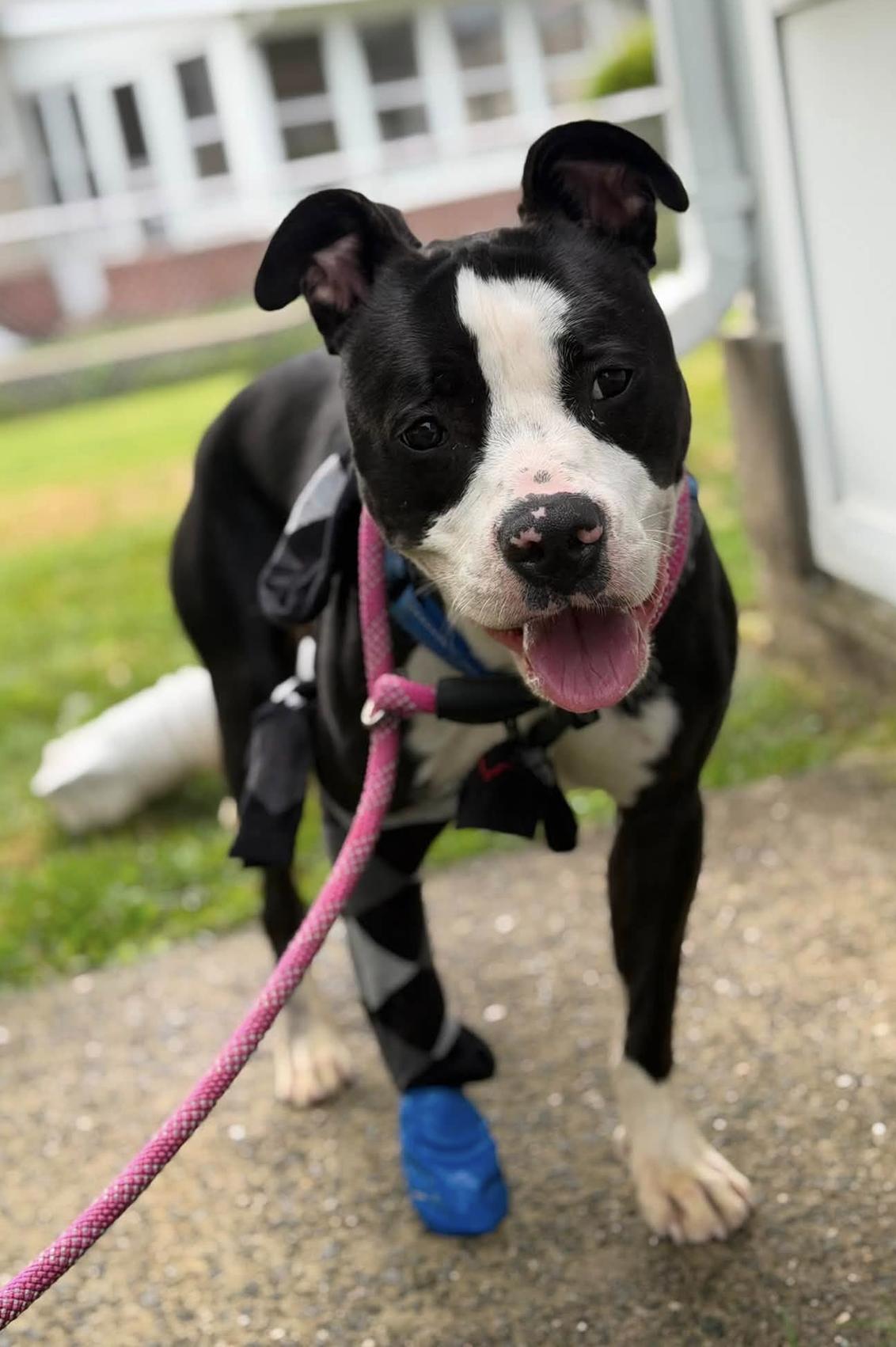 Wemby, a Adoptable Pit Bull Terrier in Tinton Falls, NJ image 4/5