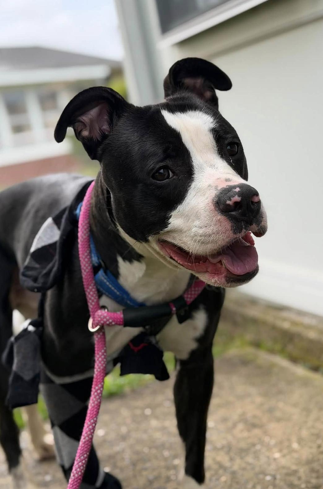 Wemby, a Adoptable Pit Bull Terrier in Tinton Falls, NJ image 1/5