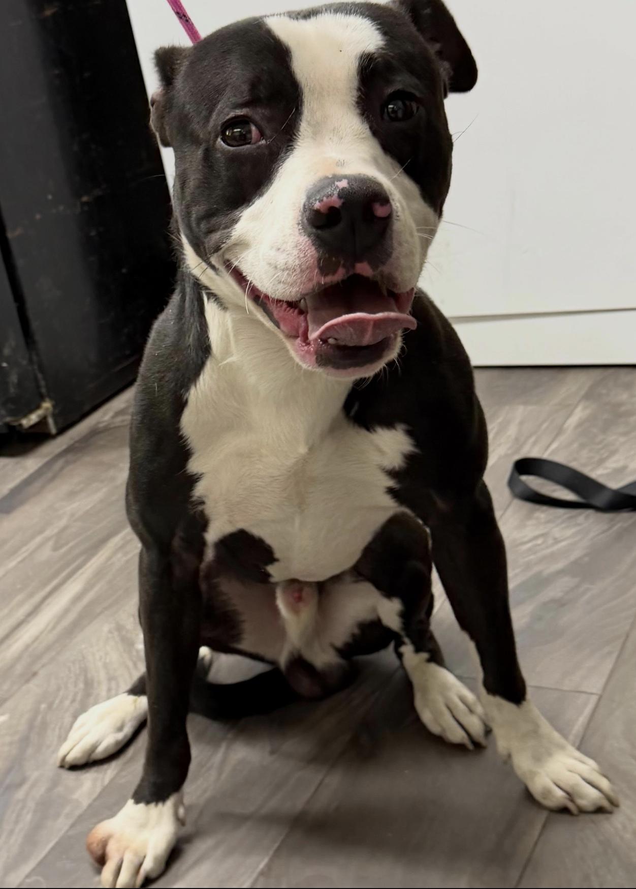 Wemby, a Adoptable Pit Bull Terrier in Tinton Falls, NJ image 2/5