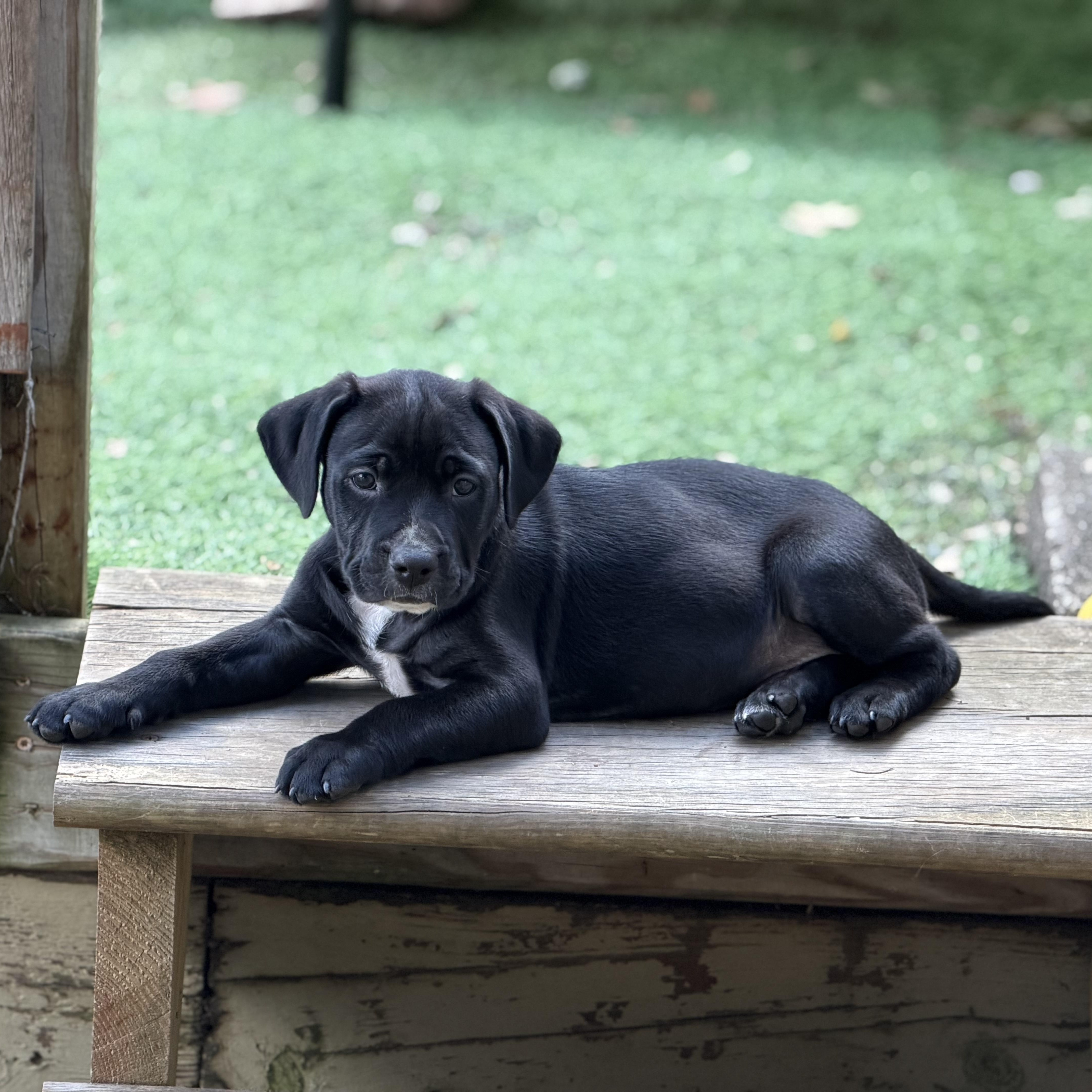 Enlarge Bogart, a ADOPTABLE mixed breed in Collingswood, NJ image 6/6
