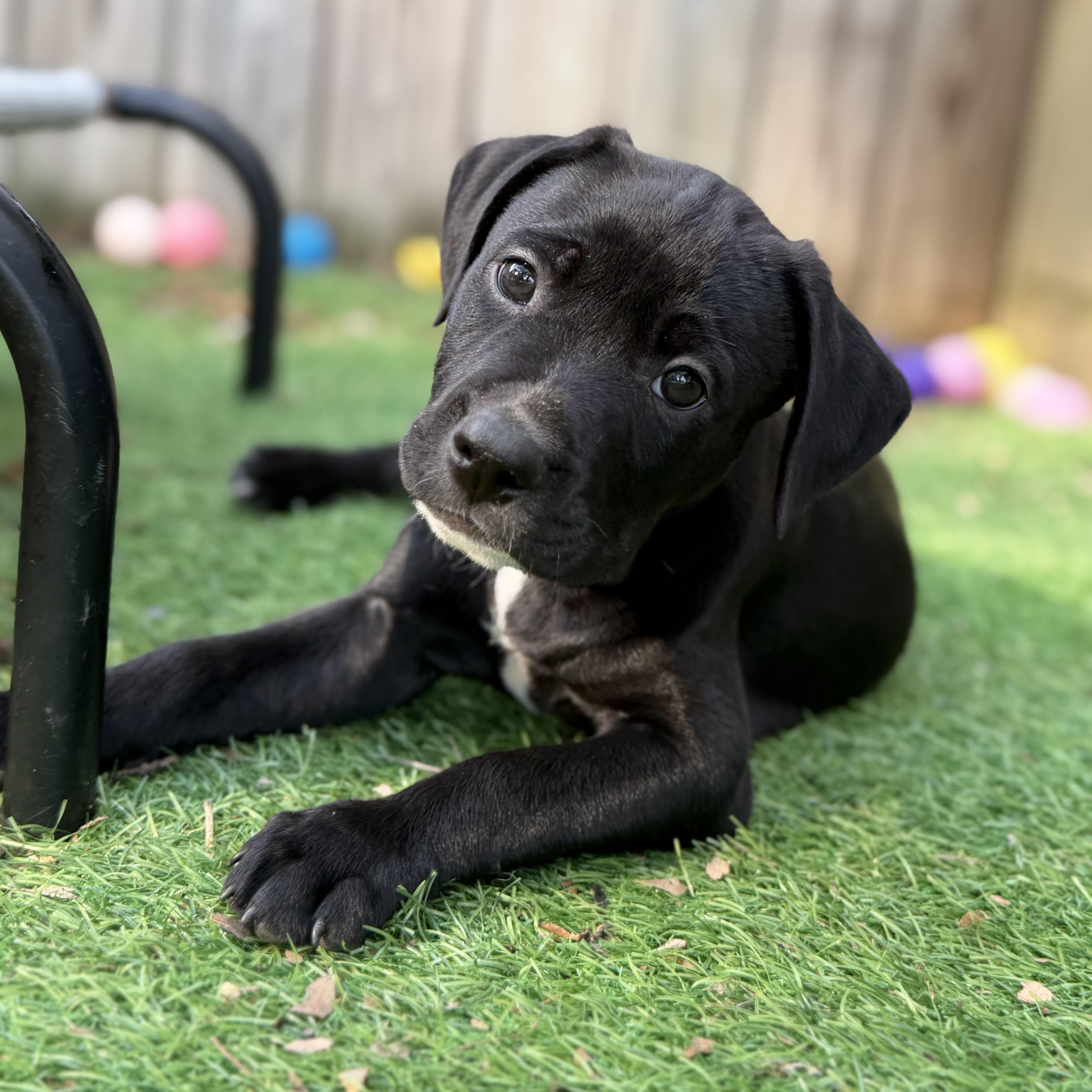 Enlarge Bogart, a ADOPTABLE mixed breed in Collingswood, NJ image 2/6