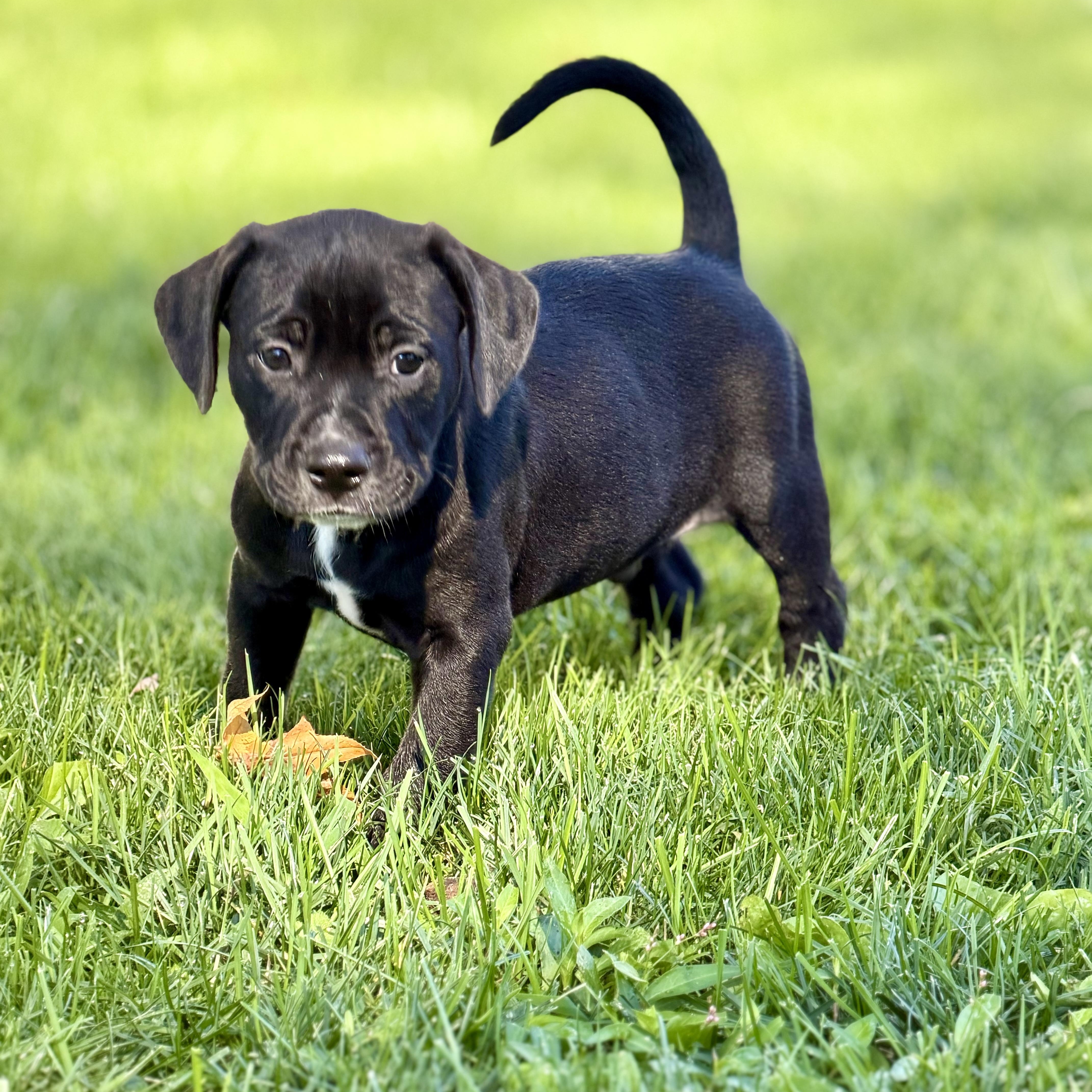 Enlarge Bogart, a ADOPTABLE mixed breed in Collingswood, NJ image 5/6