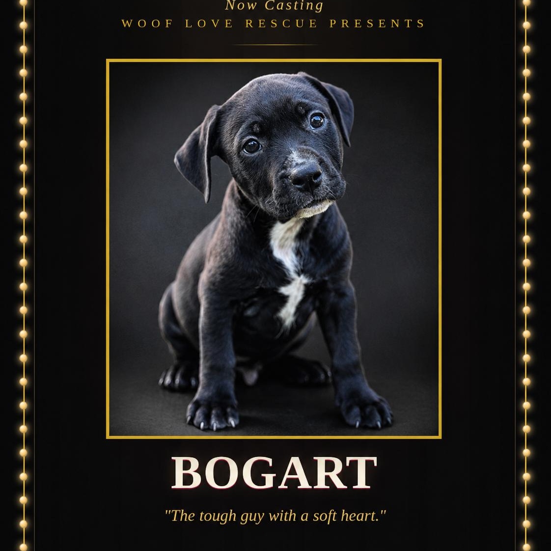 Bogart, ADOPTABLE, Puppy Male Labrador Retriever & Terrier.