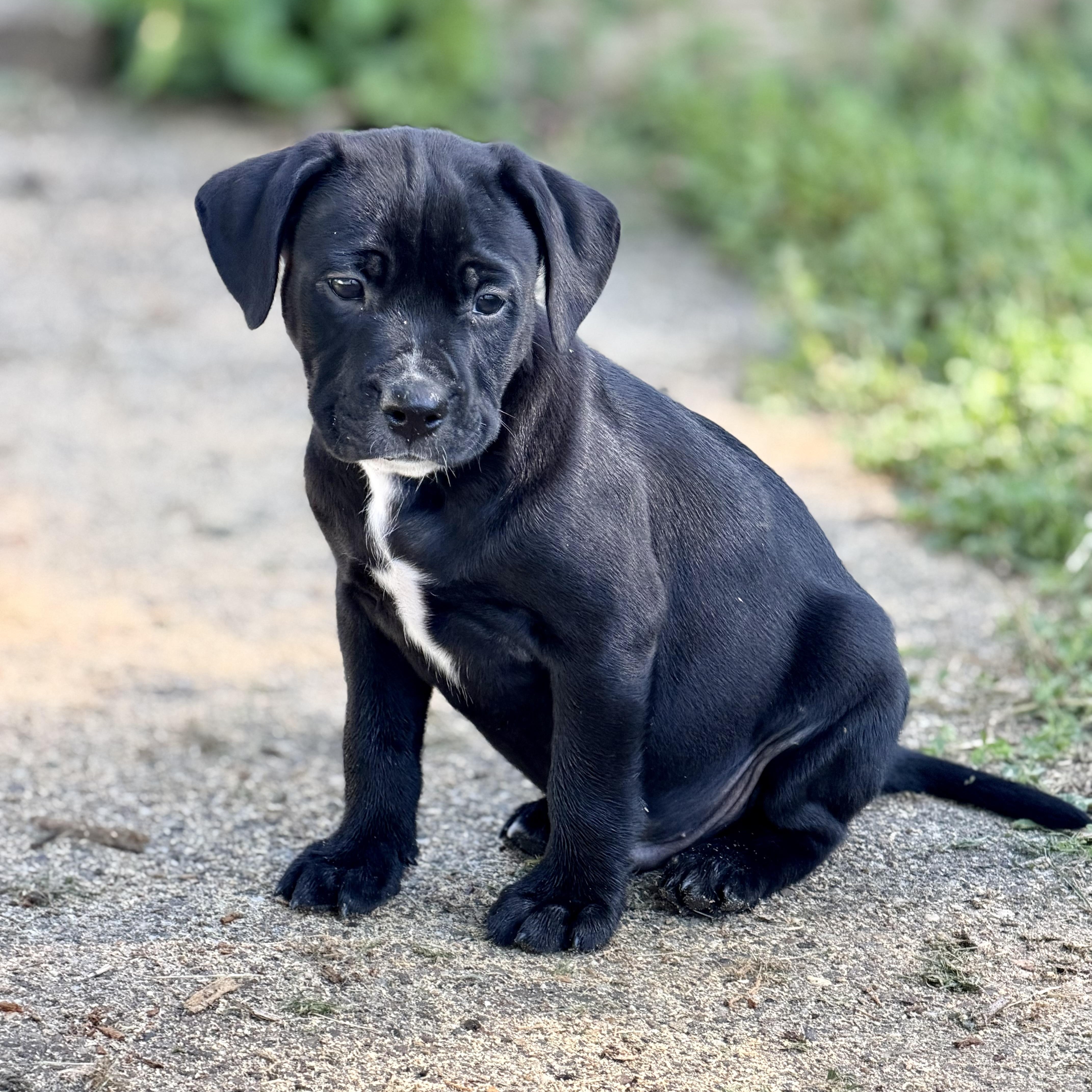 Enlarge Bogart, a ADOPTABLE mixed breed in Collingswood, NJ image 3/6