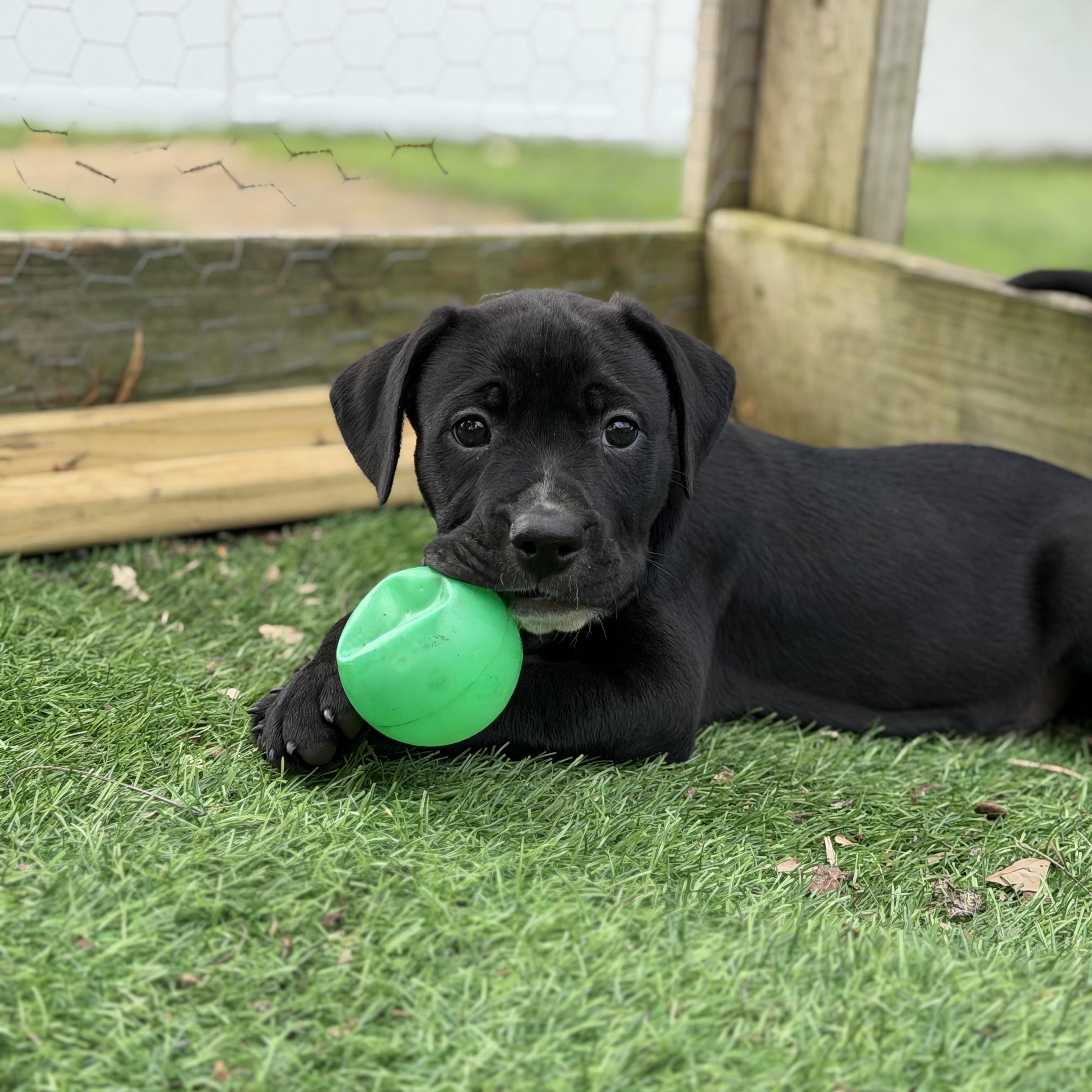 Enlarge Bogart, a ADOPTABLE mixed breed in Collingswood, NJ image 4/6