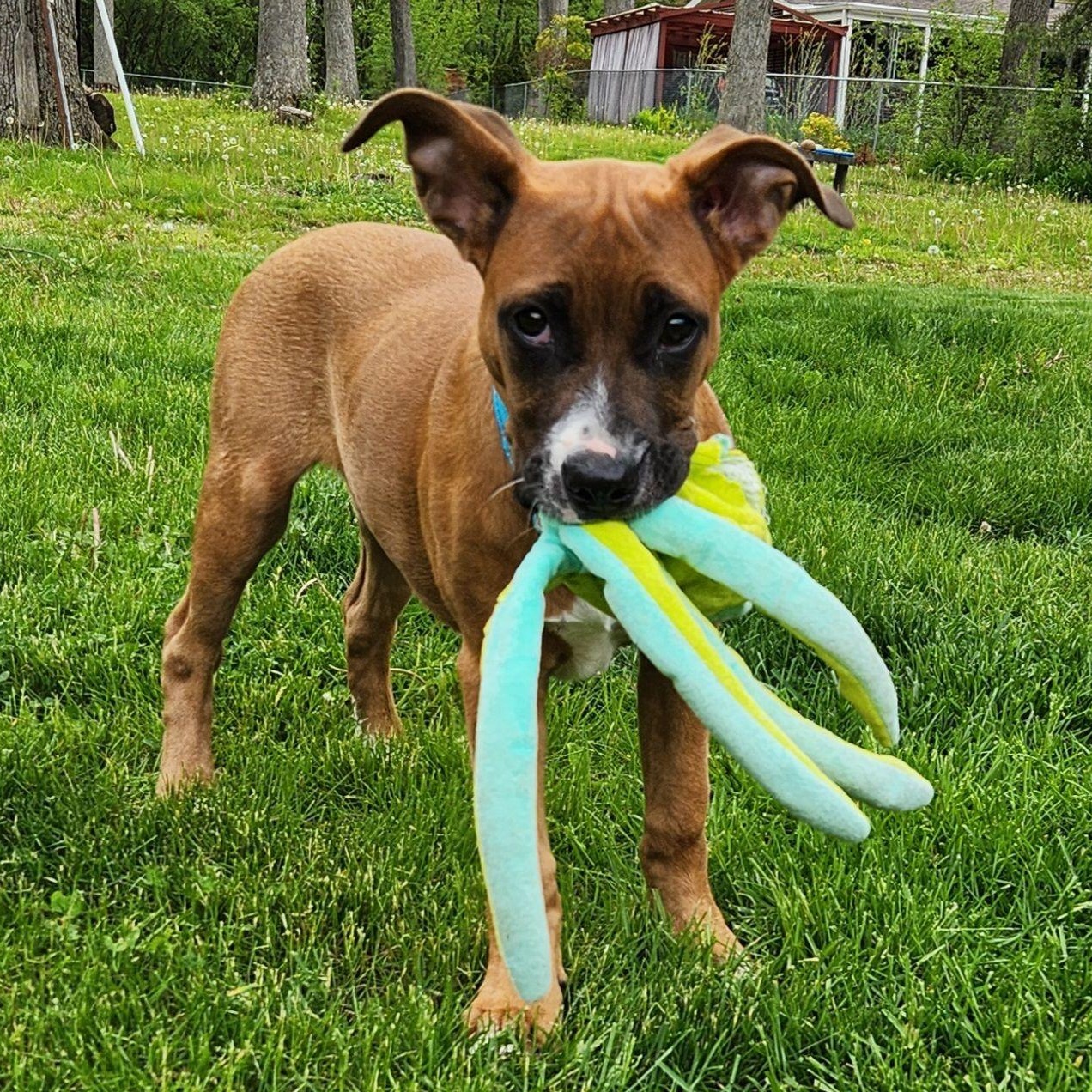 Emberlee, an adopted mixed breed in Racine, WI image 3/4