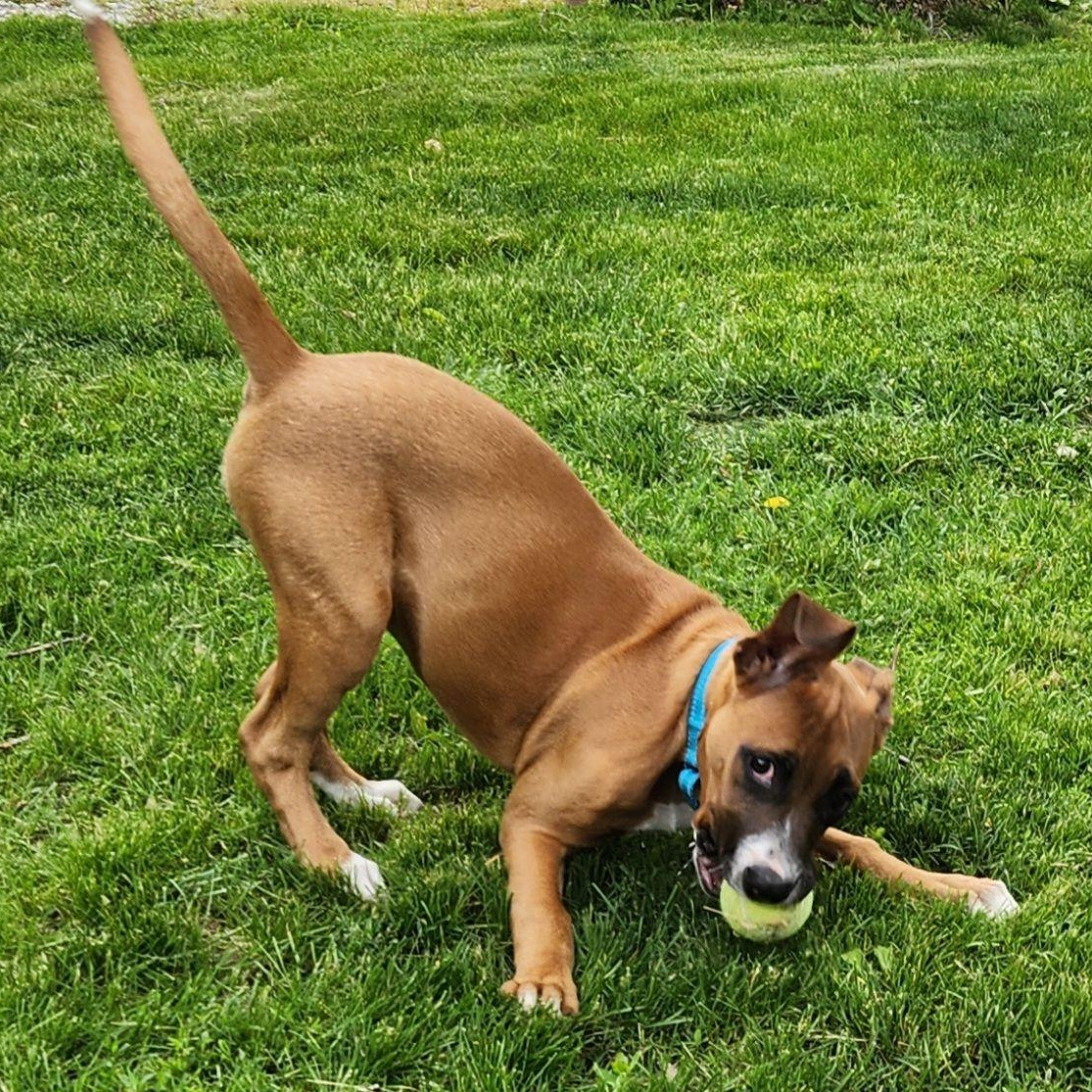 Emberlee, an adopted mixed breed in Racine, WI image 2/4