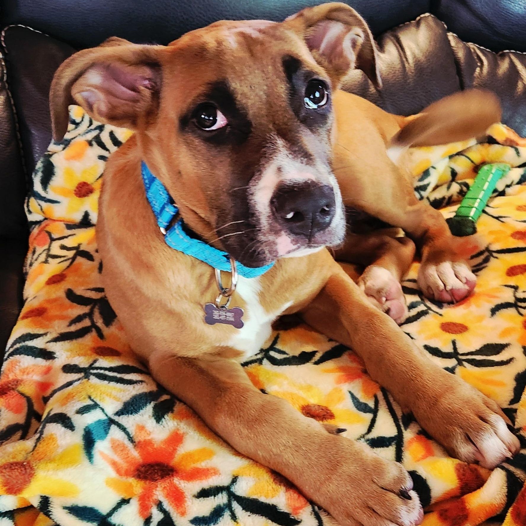 Emberlee, an adopted mixed breed in Racine, WI image 4/4