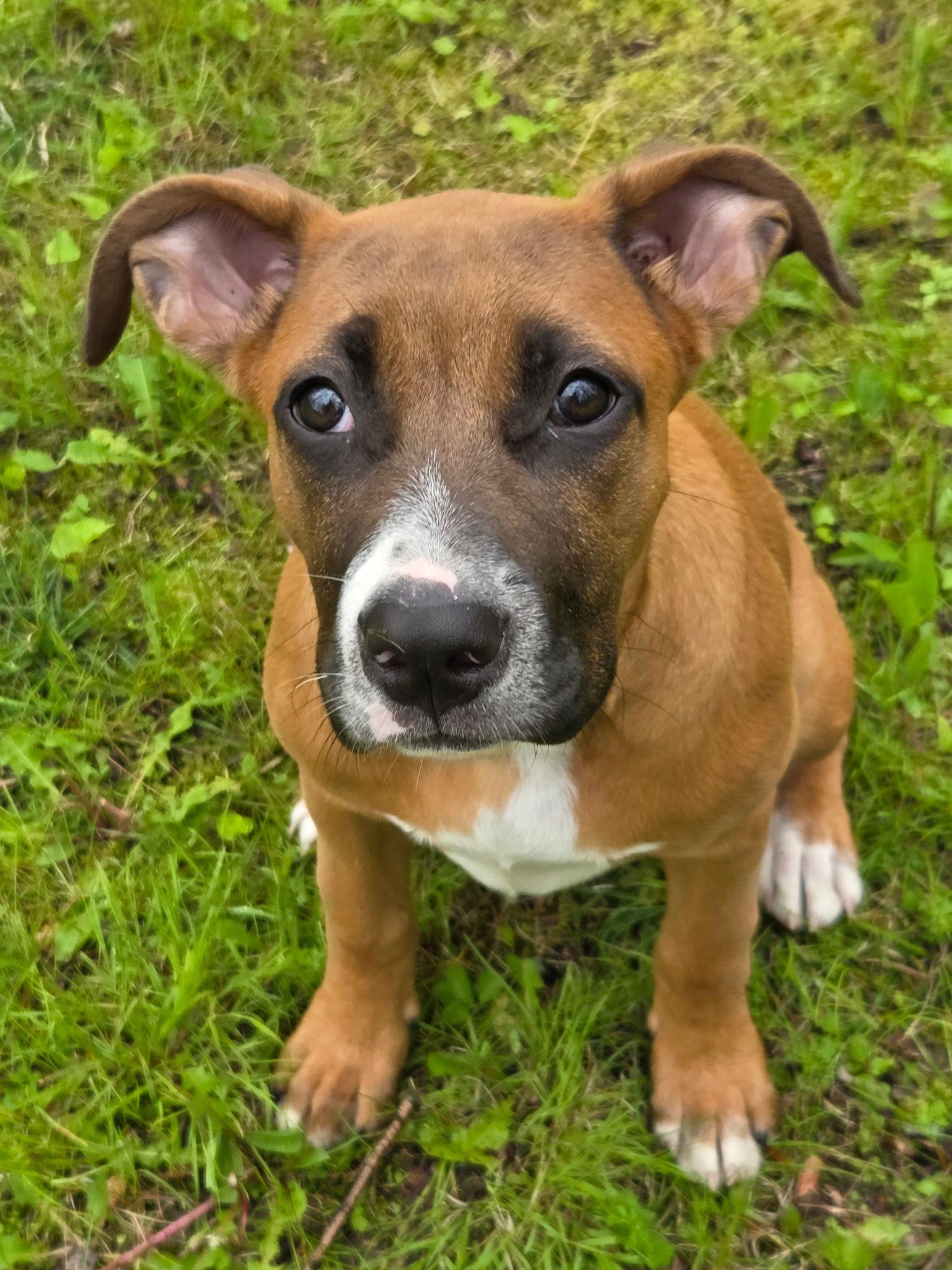 Emberlee, an adopted mixed breed in Racine, WI image 1/4