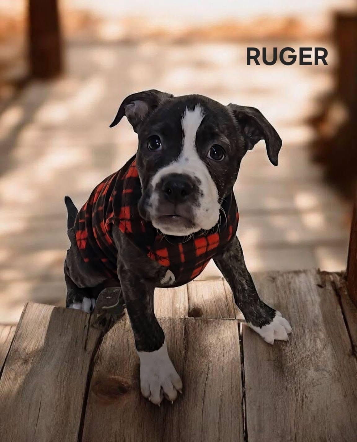Ruger! Little Happy Beefcake! thumbnail 2