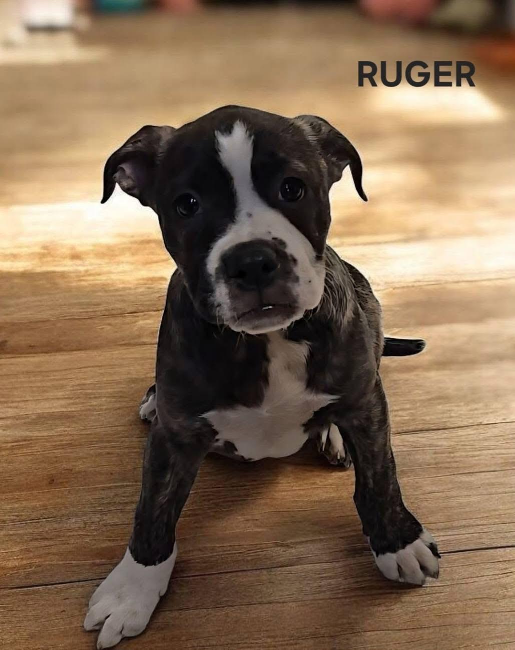 Ruger! Little Happy Beefcake! thumbnail 3