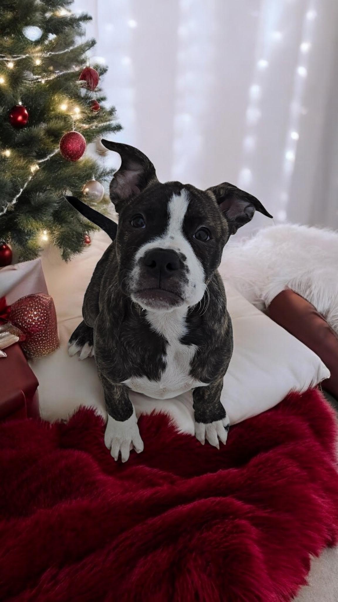 Ruger! Little Happy Beefcake! thumbnail 4