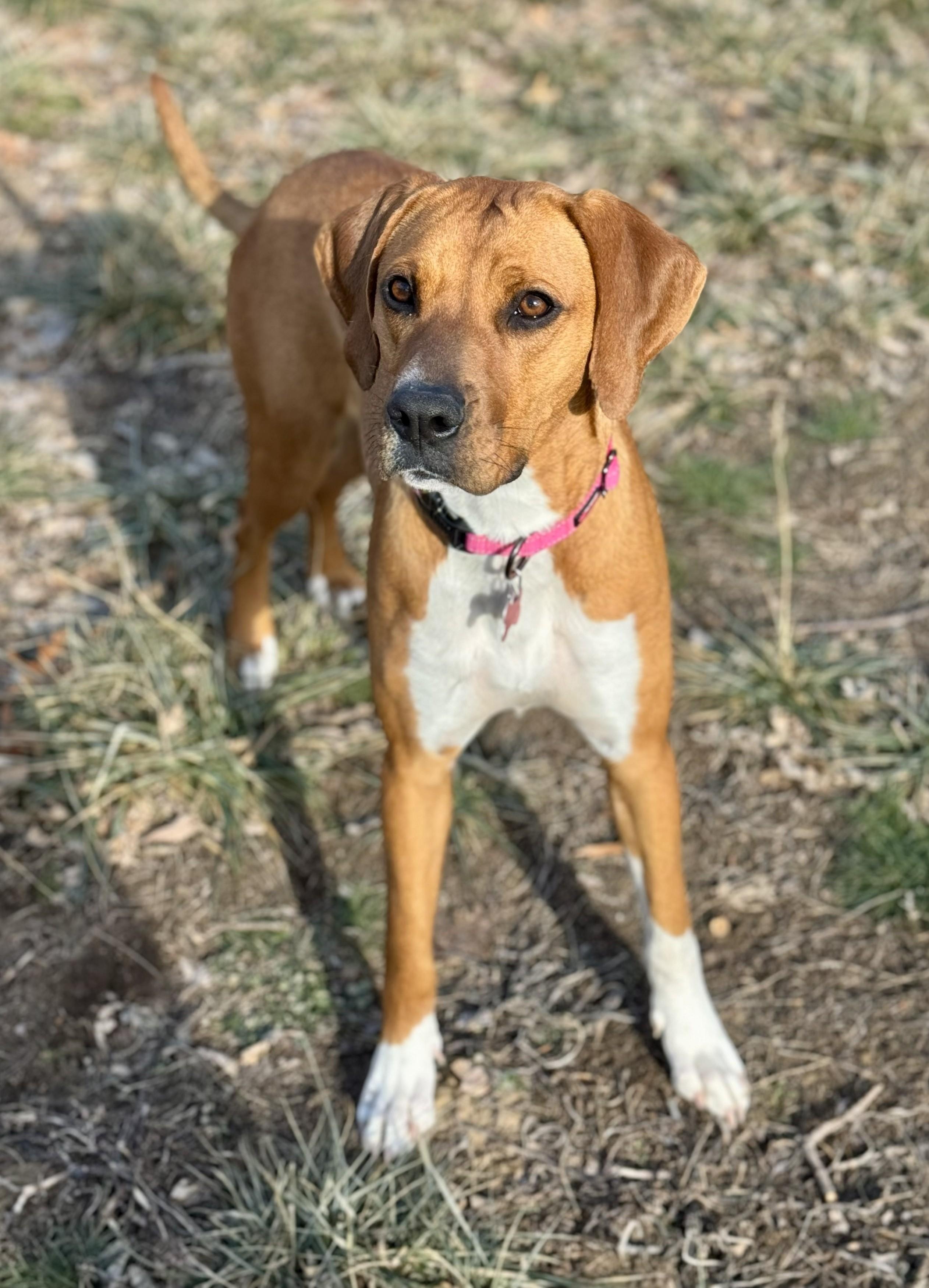 Enlarge Delilah, a ADOPTABLE mixed breed in Lisbon, IA image 4/6