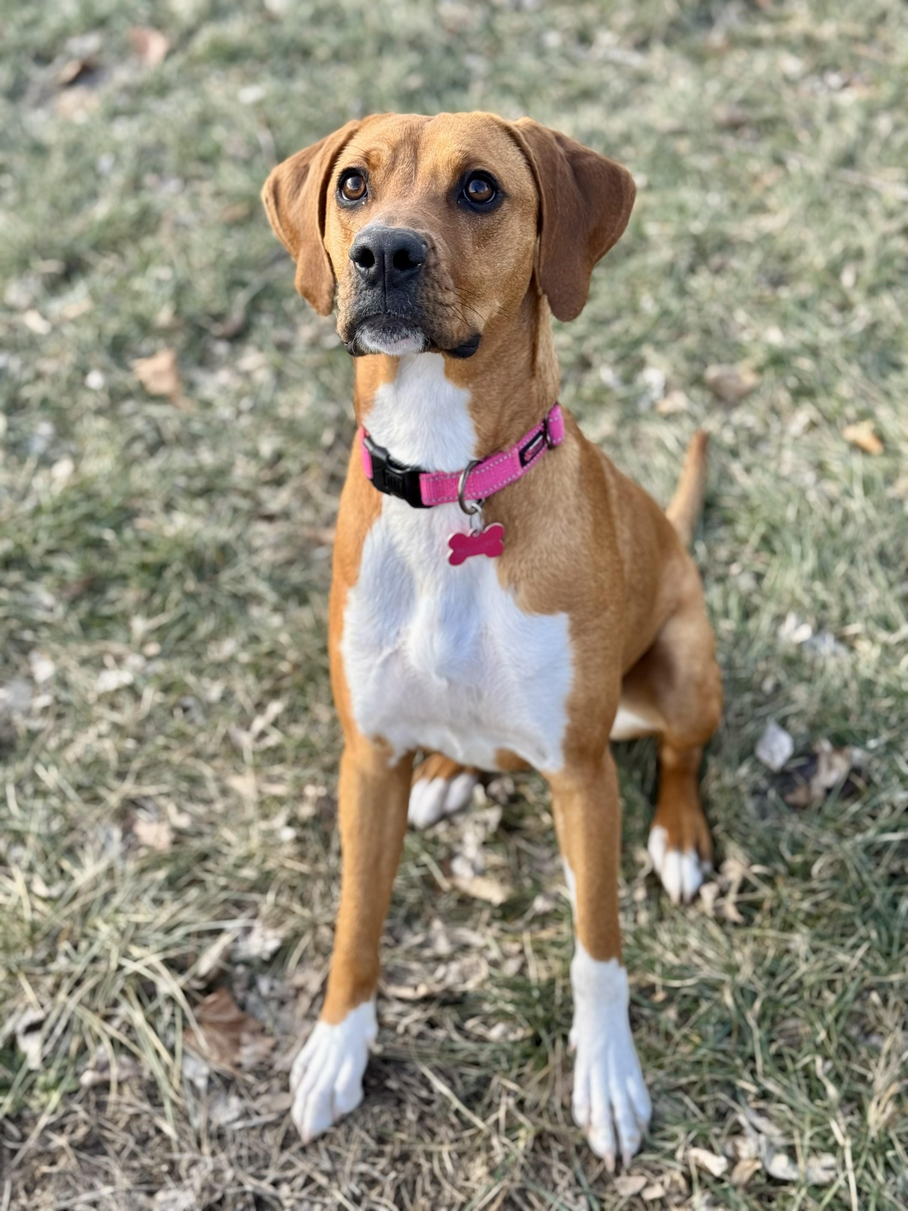 Enlarge Delilah, a ADOPTABLE mixed breed in Lisbon, IA image 1/6