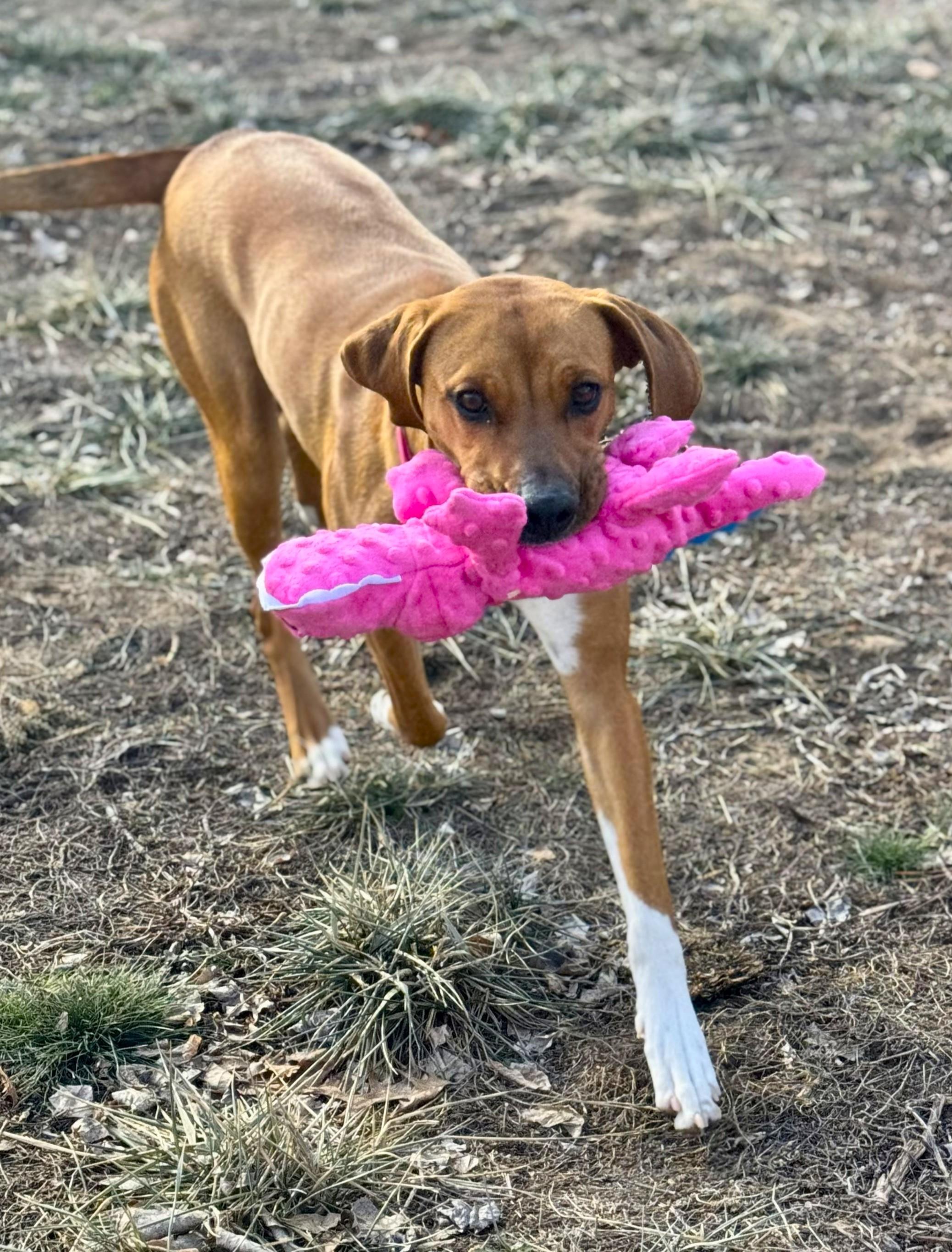 Enlarge Delilah, a ADOPTABLE mixed breed in Lisbon, IA image 5/6