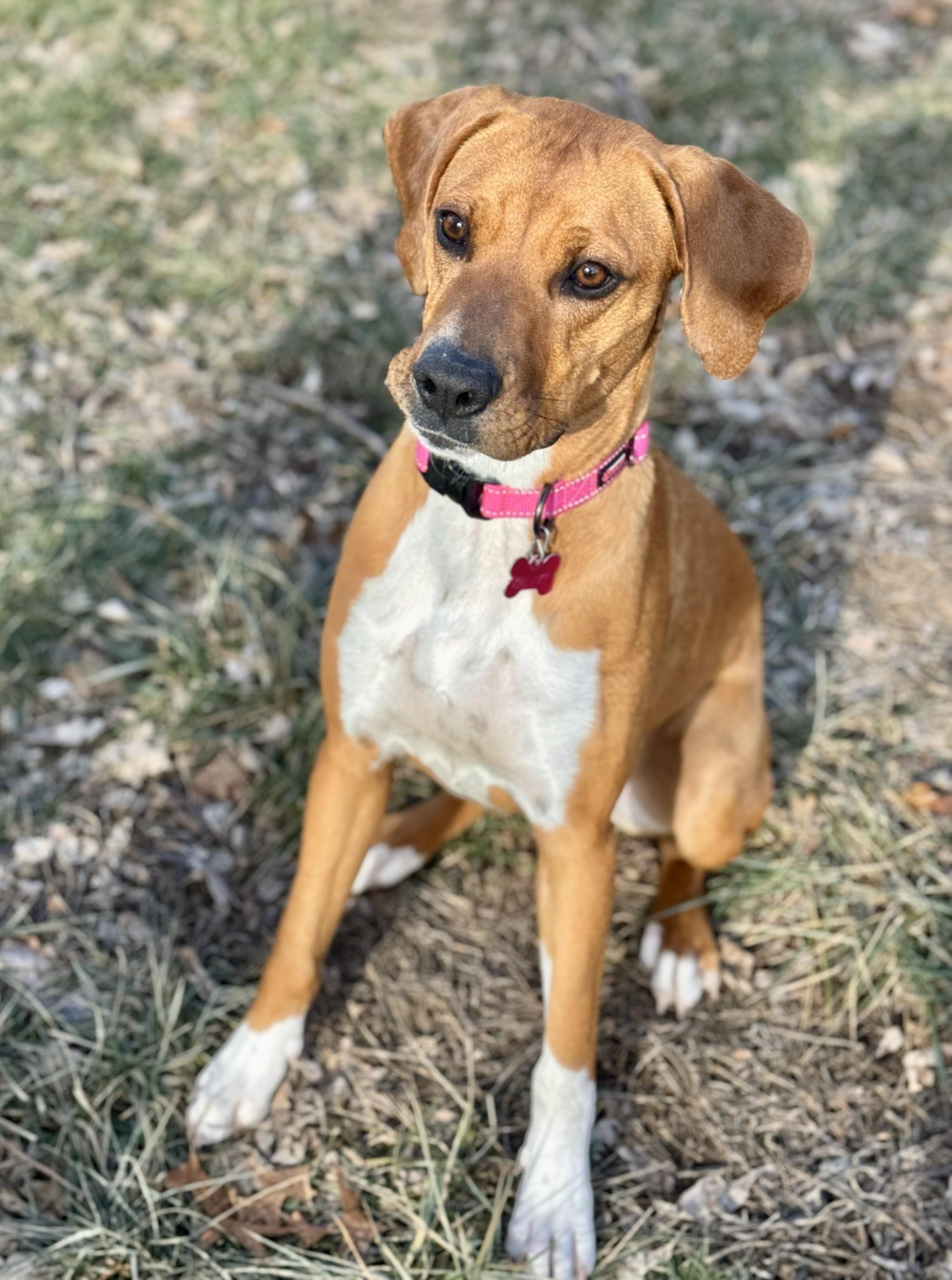 Enlarge Delilah, a ADOPTABLE mixed breed in Lisbon, IA image 6/6