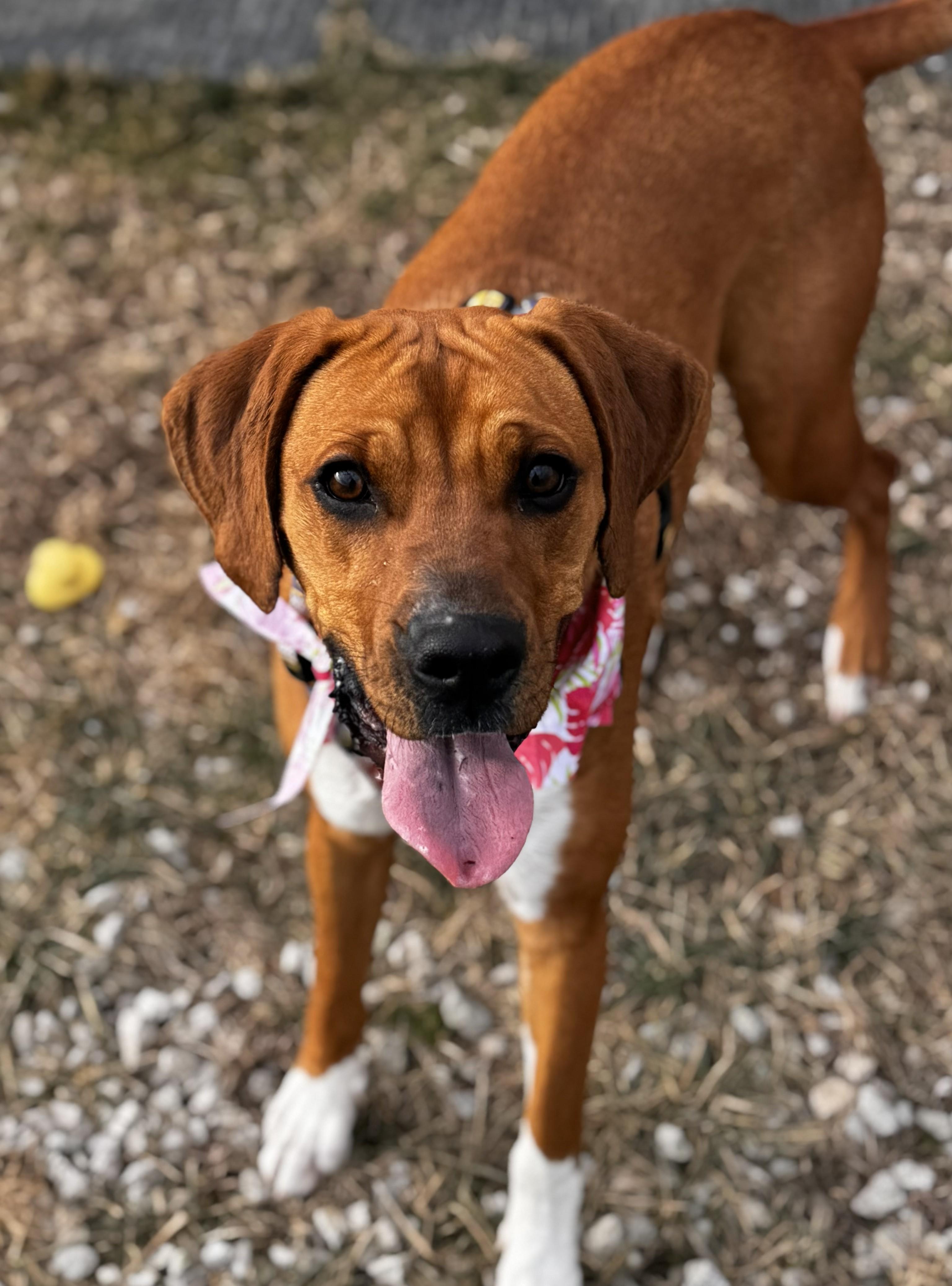 Enlarge Delilah, a ADOPTABLE mixed breed in Lisbon, IA image 2/6