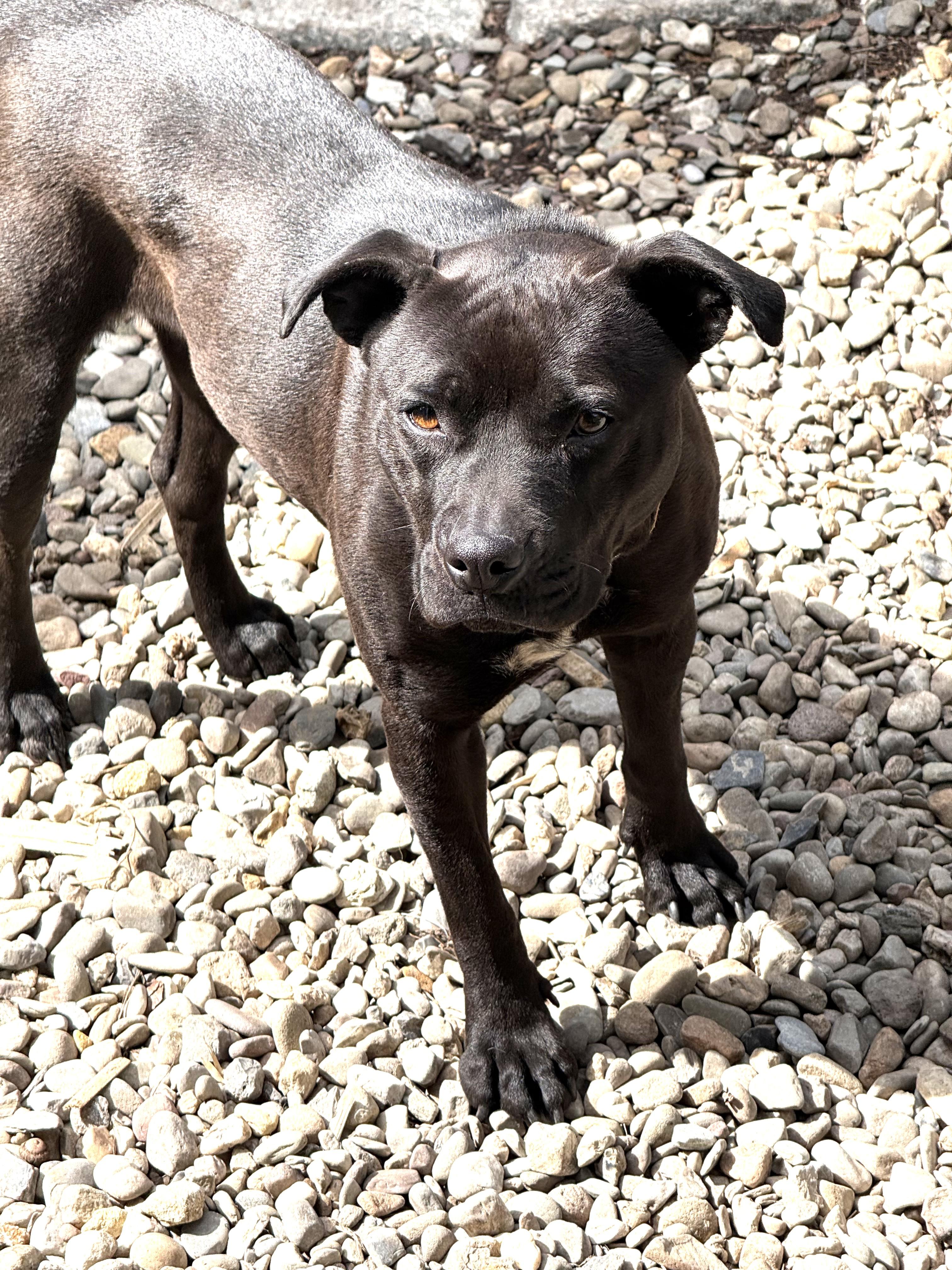 Nina Simone, just 34 Perfect Pounds, 1 year old Speak to her Foster in Norwalk CT, a ADOPTABLE mixed breed in Danbury, CT image 3/6