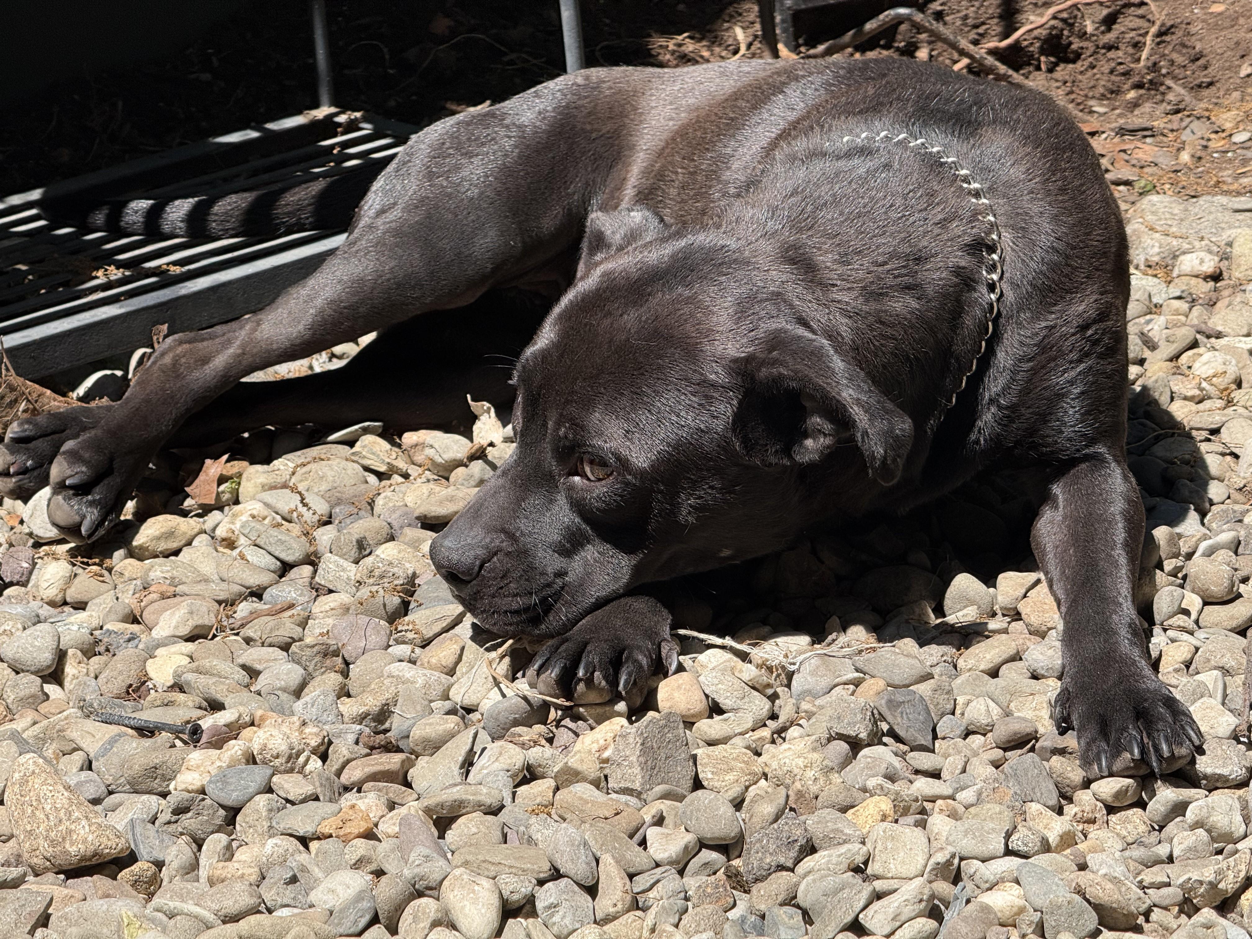 Nina Simone, just 34 Perfect Pounds, 1 year old Speak to her Foster in Norwalk CT, ADOPTABLE, Young Female Black Labrador Retriever & American Bully.
