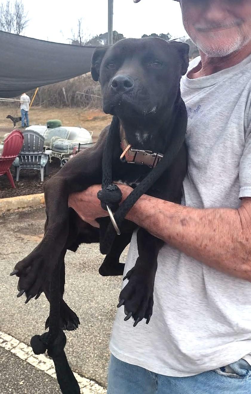 Nina Simone, just 34 Perfect Pounds, 1 year old Speak to her Foster in Norwalk CT, a ADOPTABLE mixed breed in Danbury, CT image 6/6