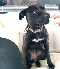 Nina Simone, just 34 Perfect Pounds, 1 year old Speak to her Foster in Norwalk CT, a ADOPTABLE mixed breed in Danbury, CT image 5/6