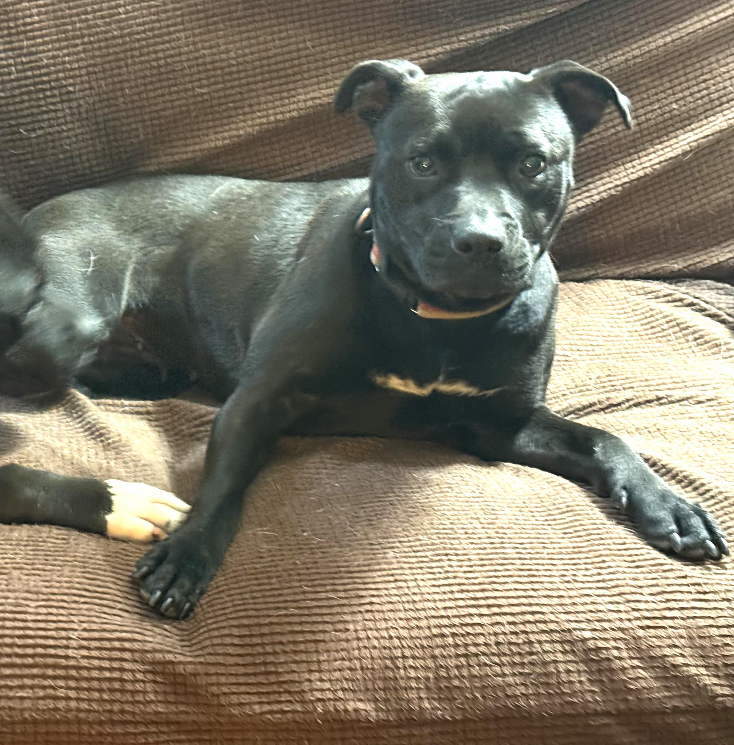 Nina Simone, just 34 Perfect Pounds, 1 year old Speak to her Foster in Norwalk CT, a ADOPTABLE mixed breed in Danbury, CT image 2/6