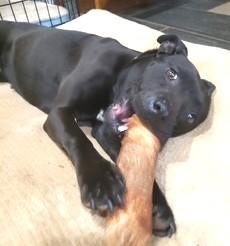Nina Simone, just 34 Perfect Pounds, 1 year old Speak to her Foster in Norwalk CT, a ADOPTABLE mixed breed in Danbury, CT image 4/6
