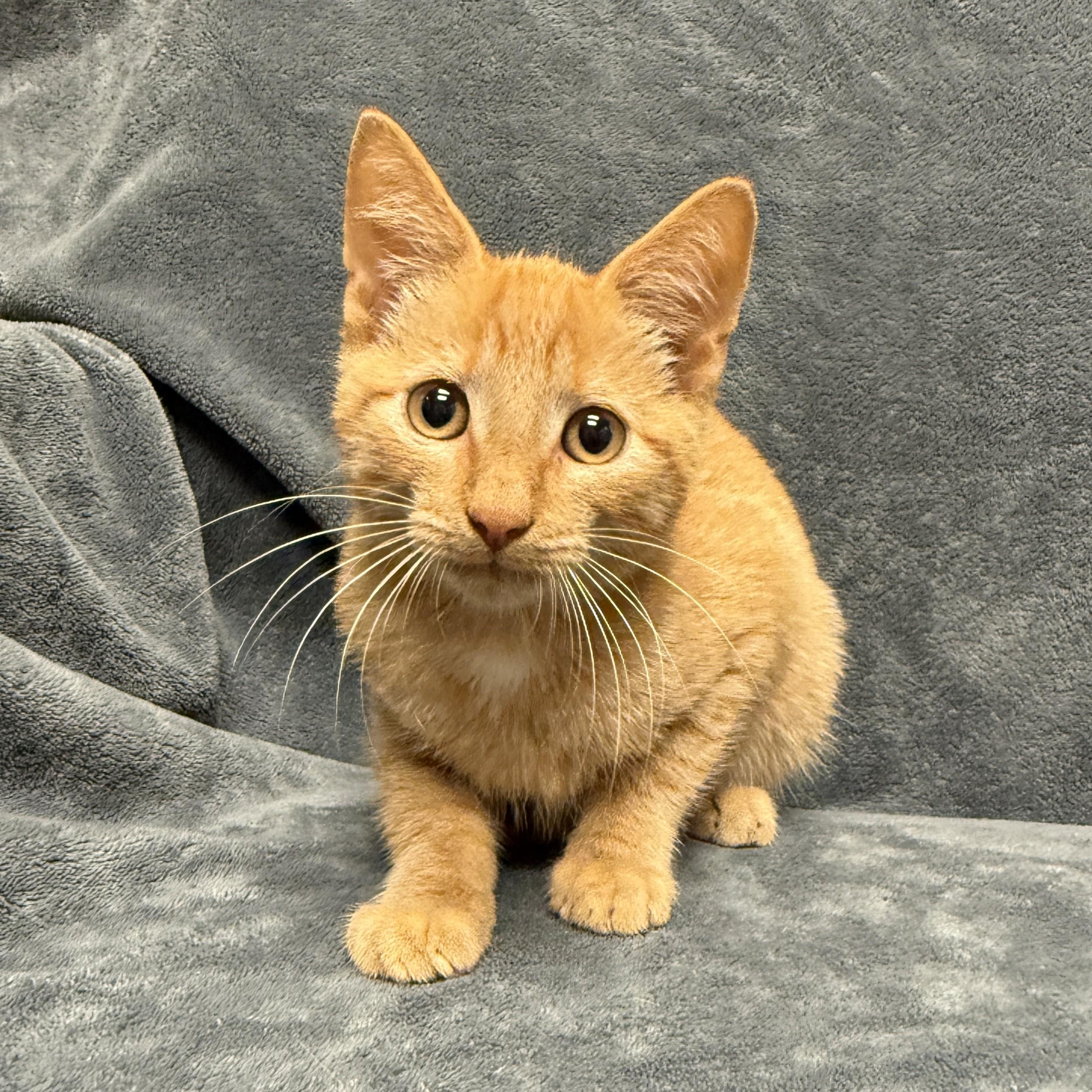 Enlarge Pumpkin, a Adoptable mixed breed in Brenham, TX image 5/6