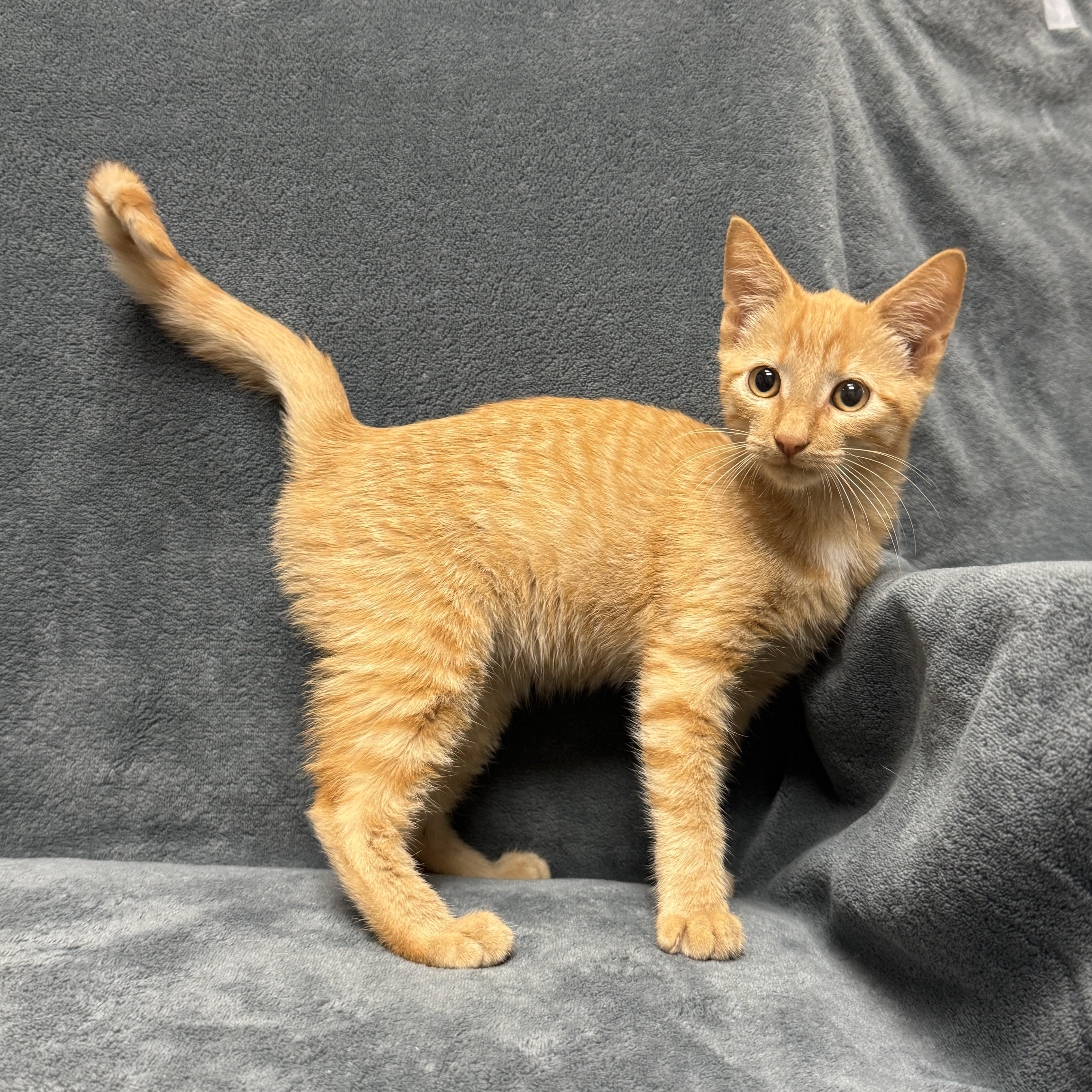 Enlarge Pumpkin, a Adoptable mixed breed in Brenham, TX image 3/6