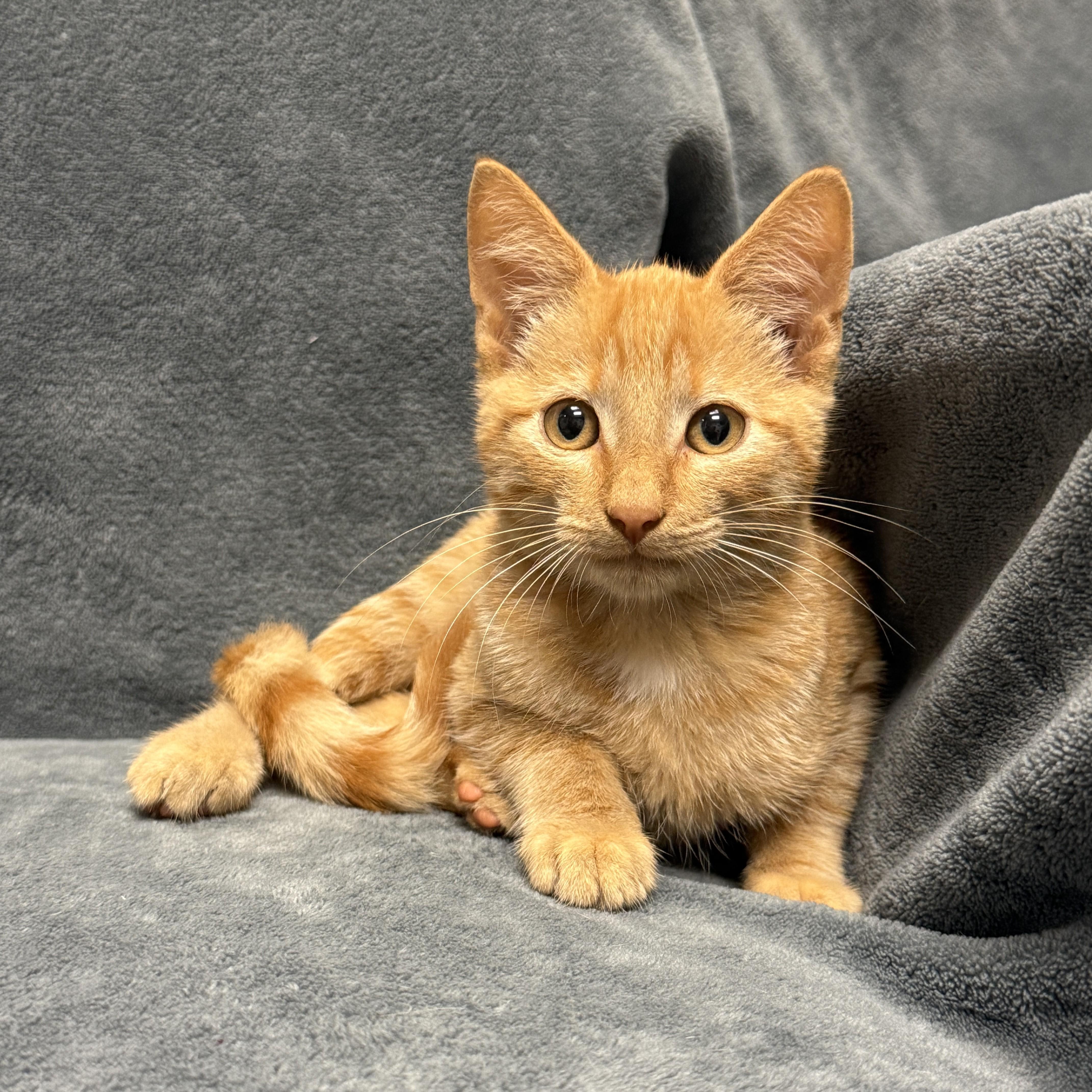Enlarge Pumpkin, a Adoptable mixed breed in Brenham, TX image 2/6