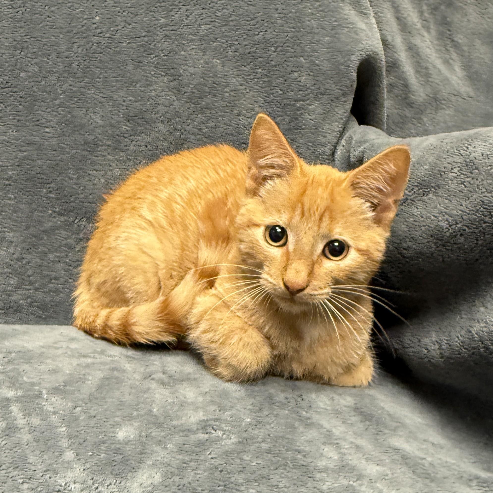 Enlarge Pumpkin, a Adoptable mixed breed in Brenham, TX image 4/6