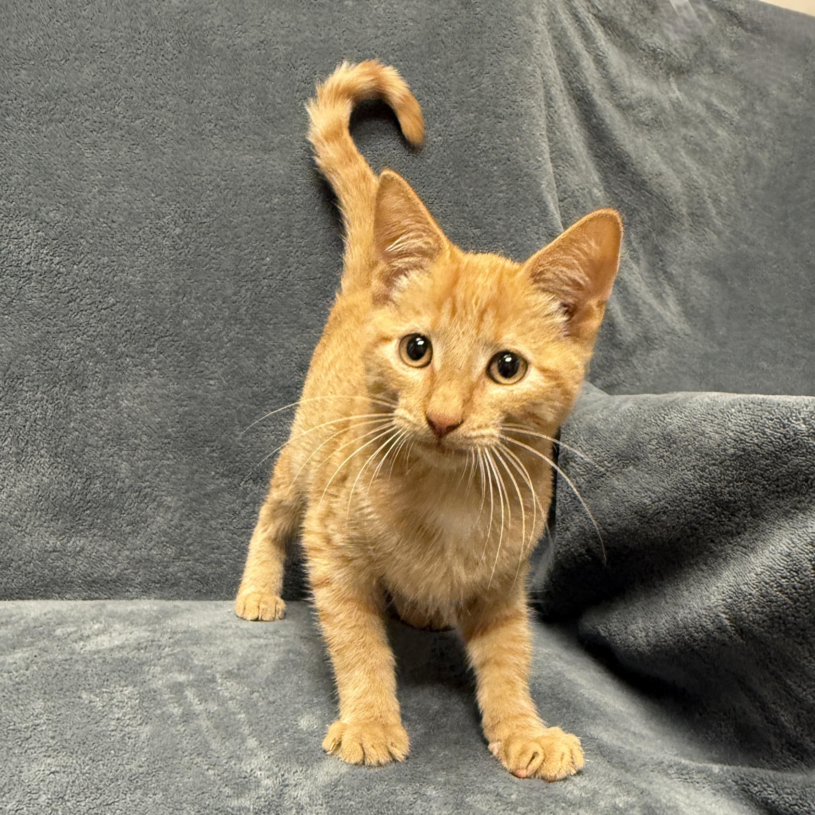 Enlarge Pumpkin, a Adoptable mixed breed in Brenham, TX image 6/6