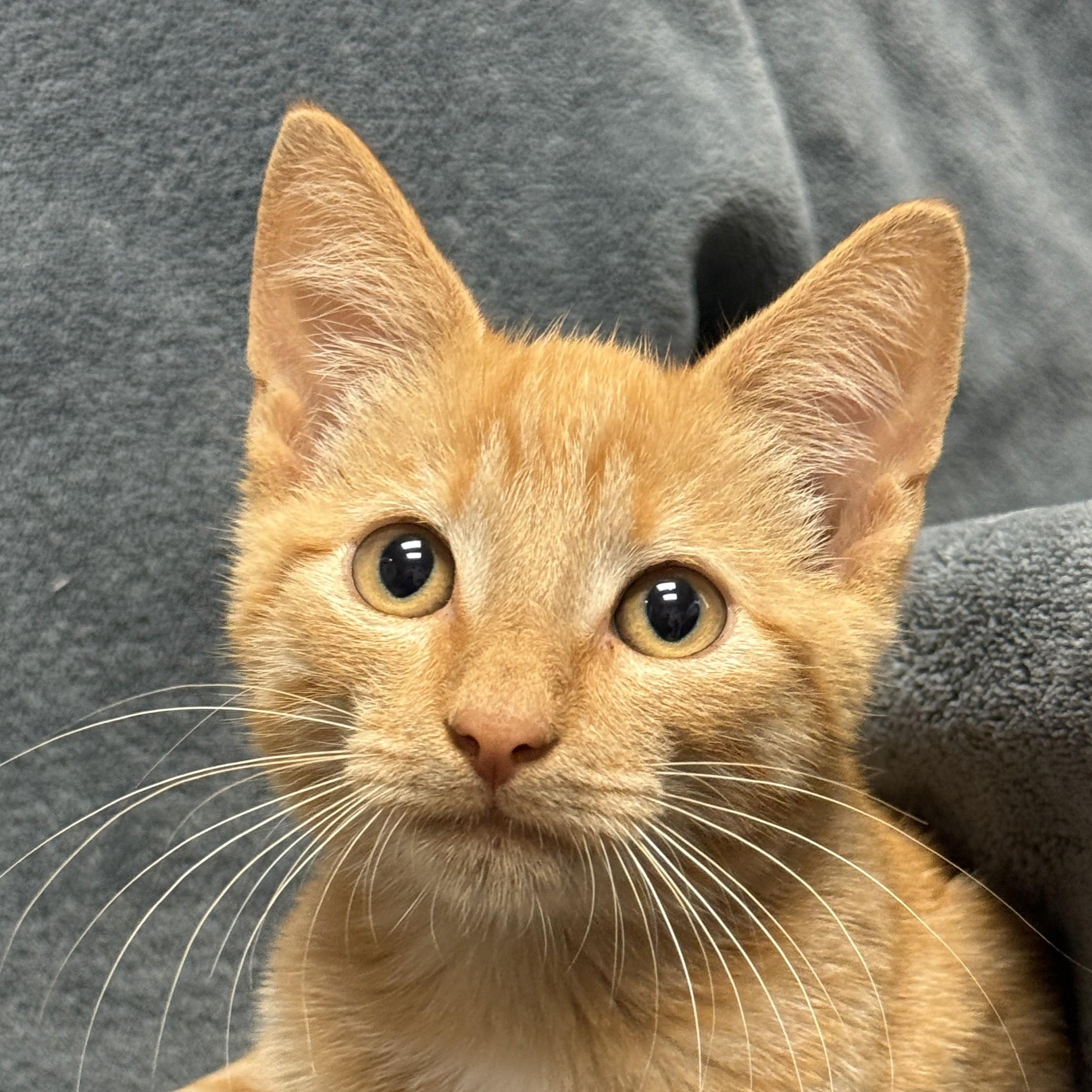 Pumpkin, Adoptable, Kitten Male Domestic Short Hair.