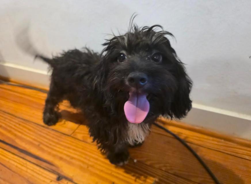 Enlarge Coal, a Adoptable mixed breed in Manvel, TX image 3/6
