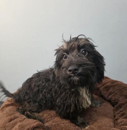 Enlarge Coal, a Adoptable mixed breed in Manvel, TX image 1/6