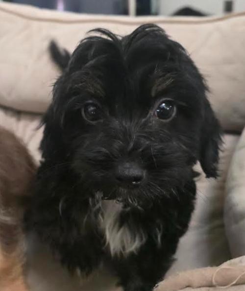Enlarge Coal, a Adoptable mixed breed in Manvel, TX image 4/6