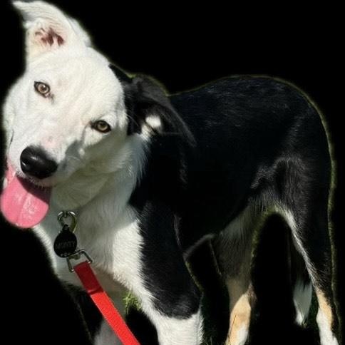 Monty - Border Collie puppy