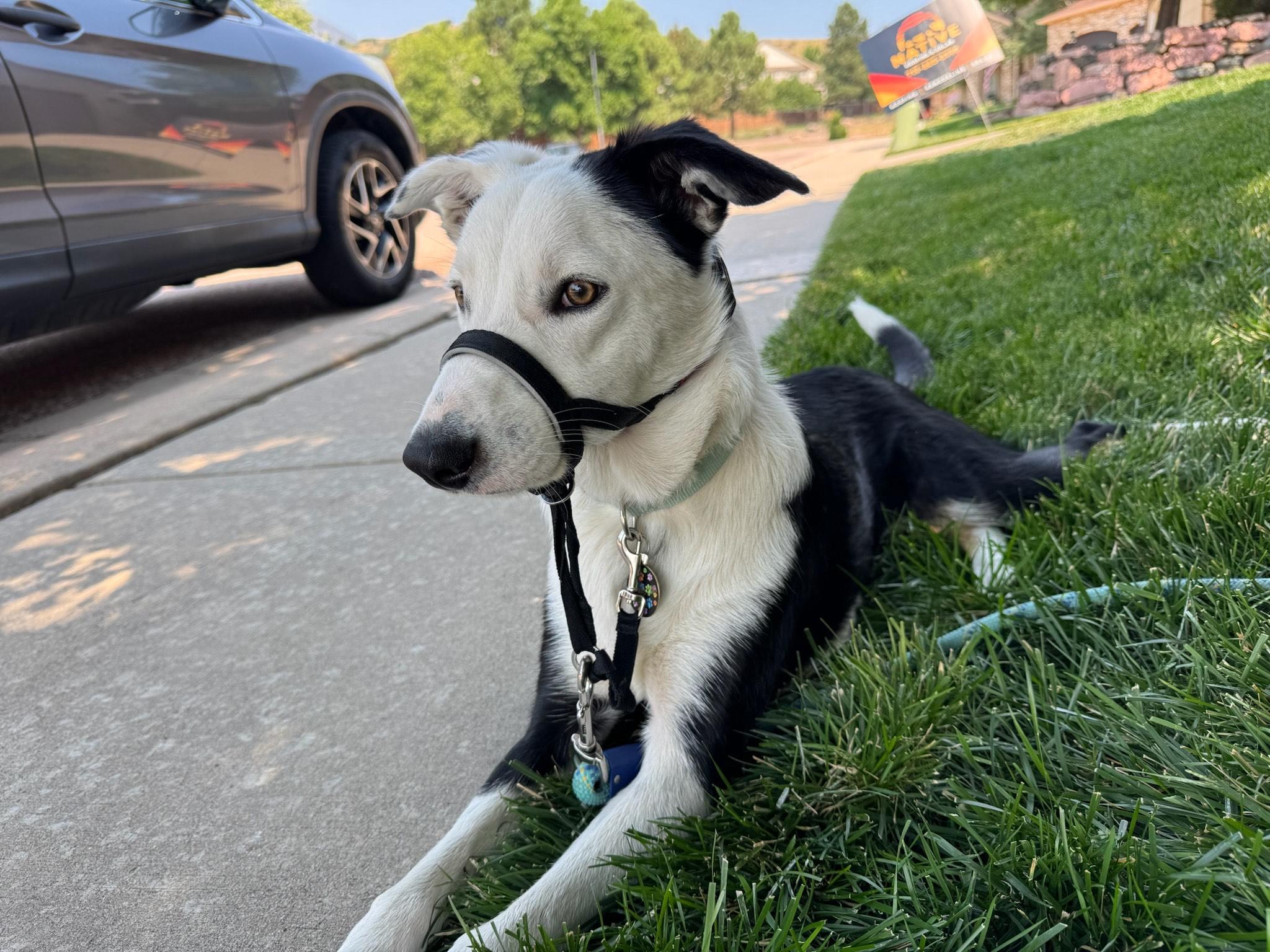 Monty - Border Collie puppy