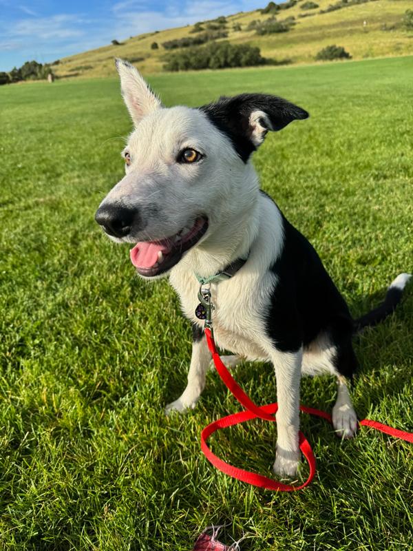 Monty - Border Collie puppy