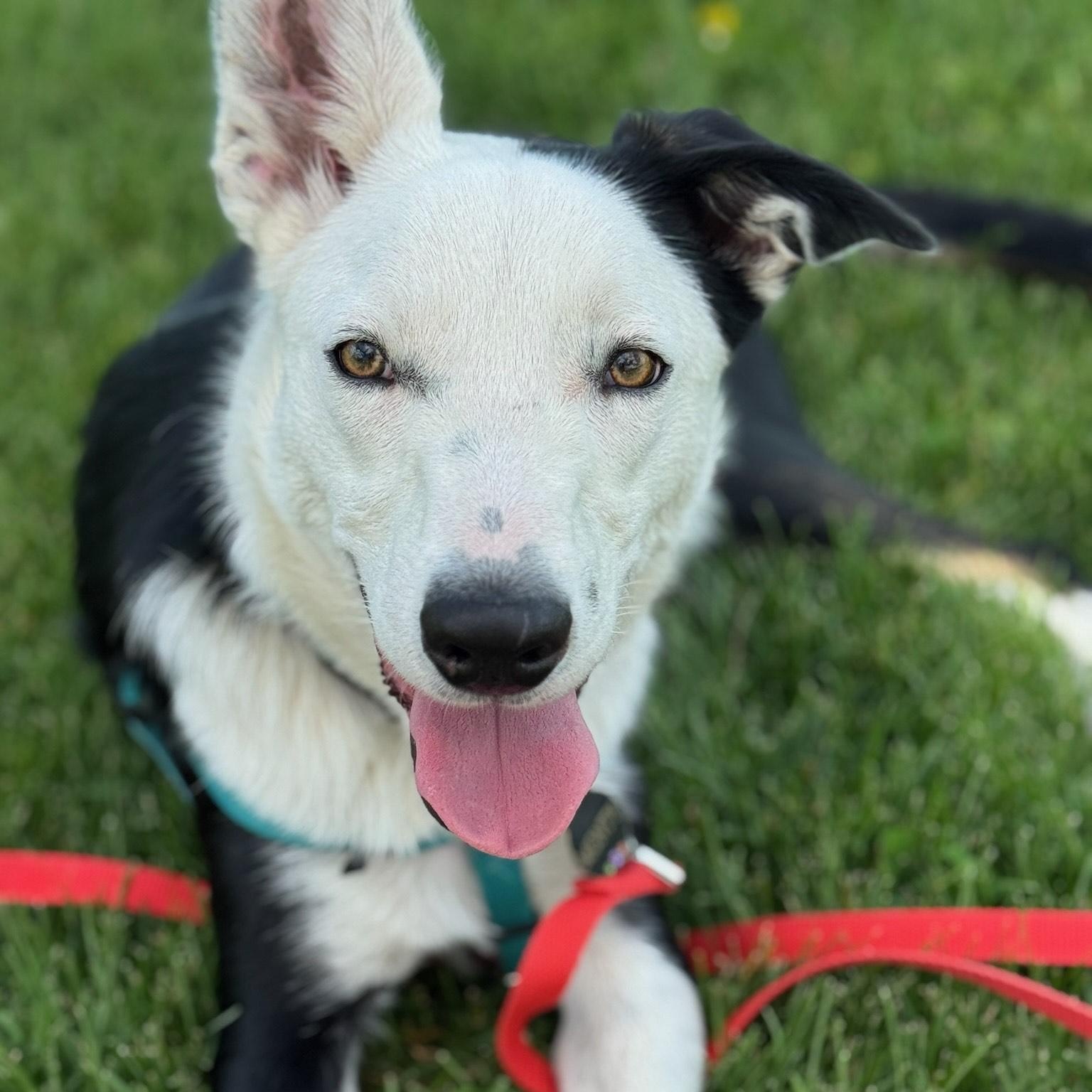 Monty - Border Collie puppy