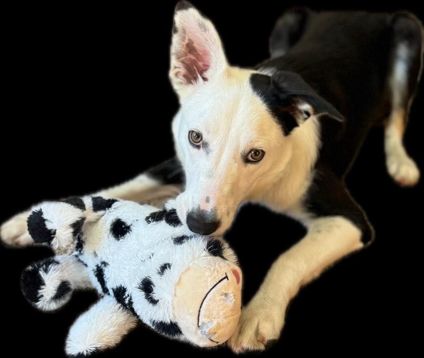 Monty - Border Collie puppy