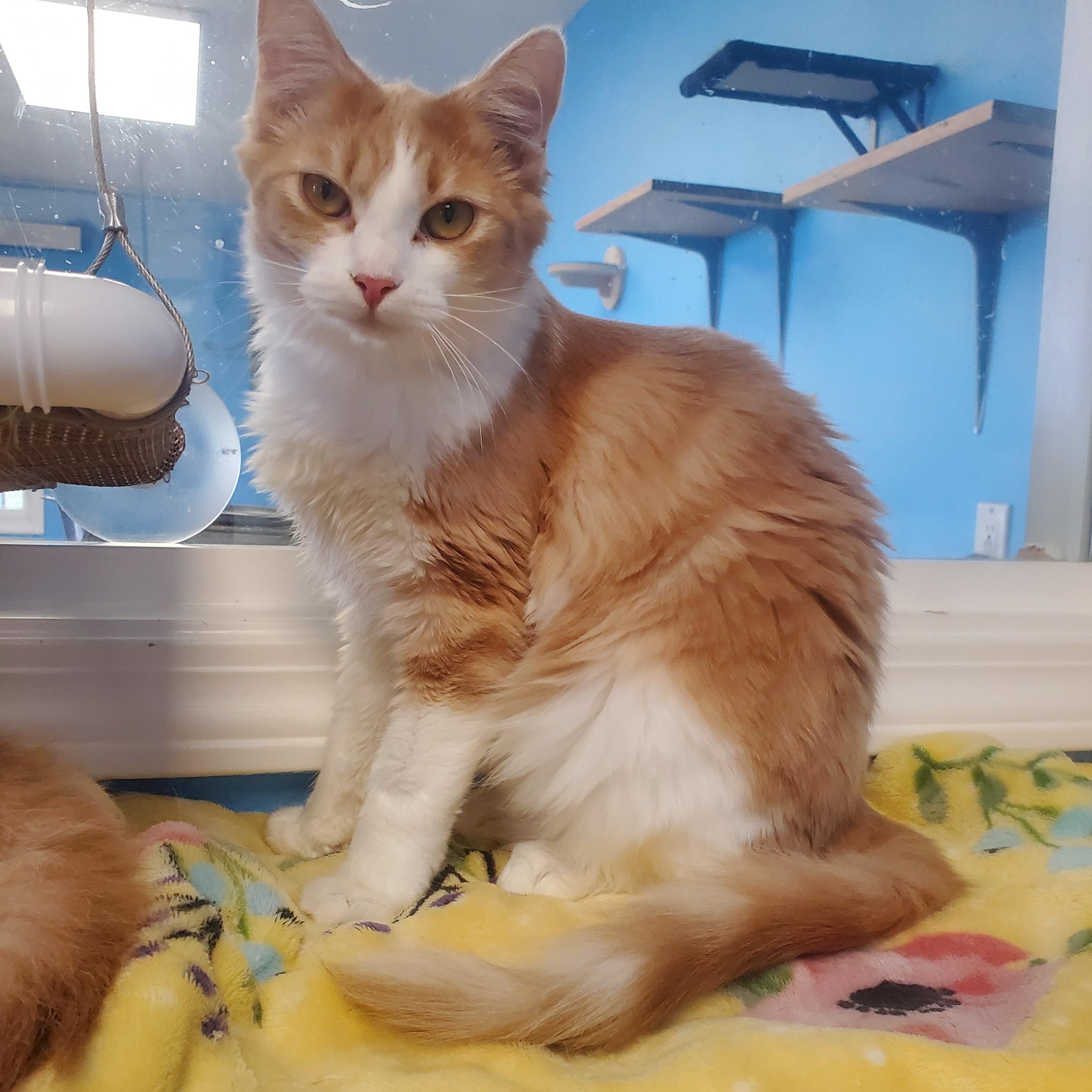 Enlarge Ringwald, a ADOPTABLE Domestic Medium Hair in Polson, MT image 1/1