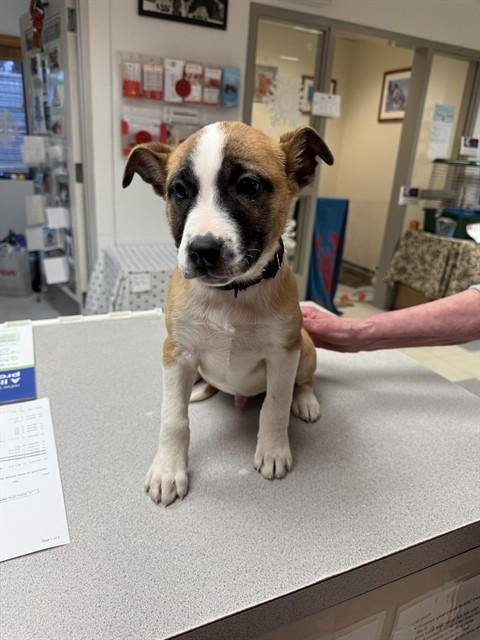 KODA, Adoptable, Puppy Male Labrador Retriever & Mixed Breed.