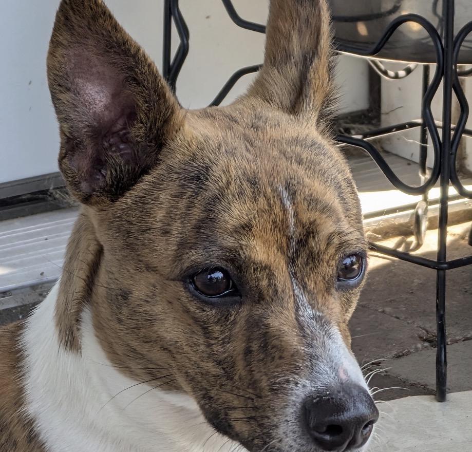 Roxie, a ADOPTABLE Mixed Breed in Maineville, OH image 4/6