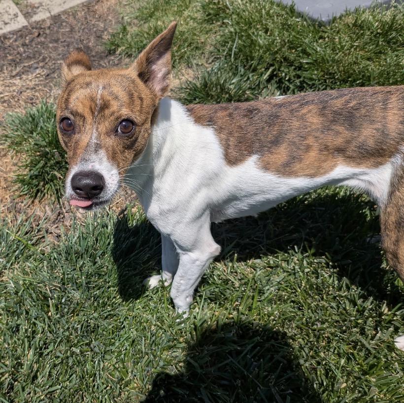 Roxie, a ADOPTABLE Mixed Breed in Maineville, OH image 3/6