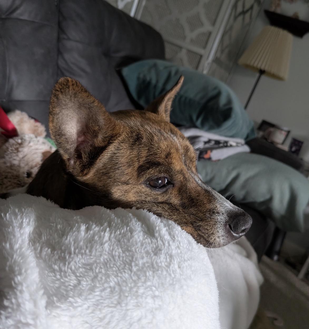 Roxie, a ADOPTABLE Mixed Breed in Maineville, OH image 2/6