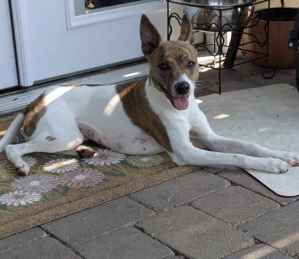 Roxie, a ADOPTABLE Mixed Breed in Maineville, OH image 1/6
