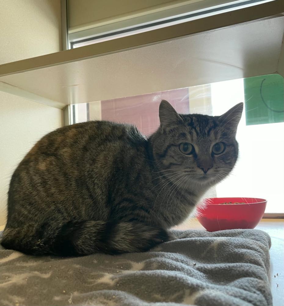 Enlarge Gracie, an adopted Domestic Short Hair in Mansfield, OH image 1/1